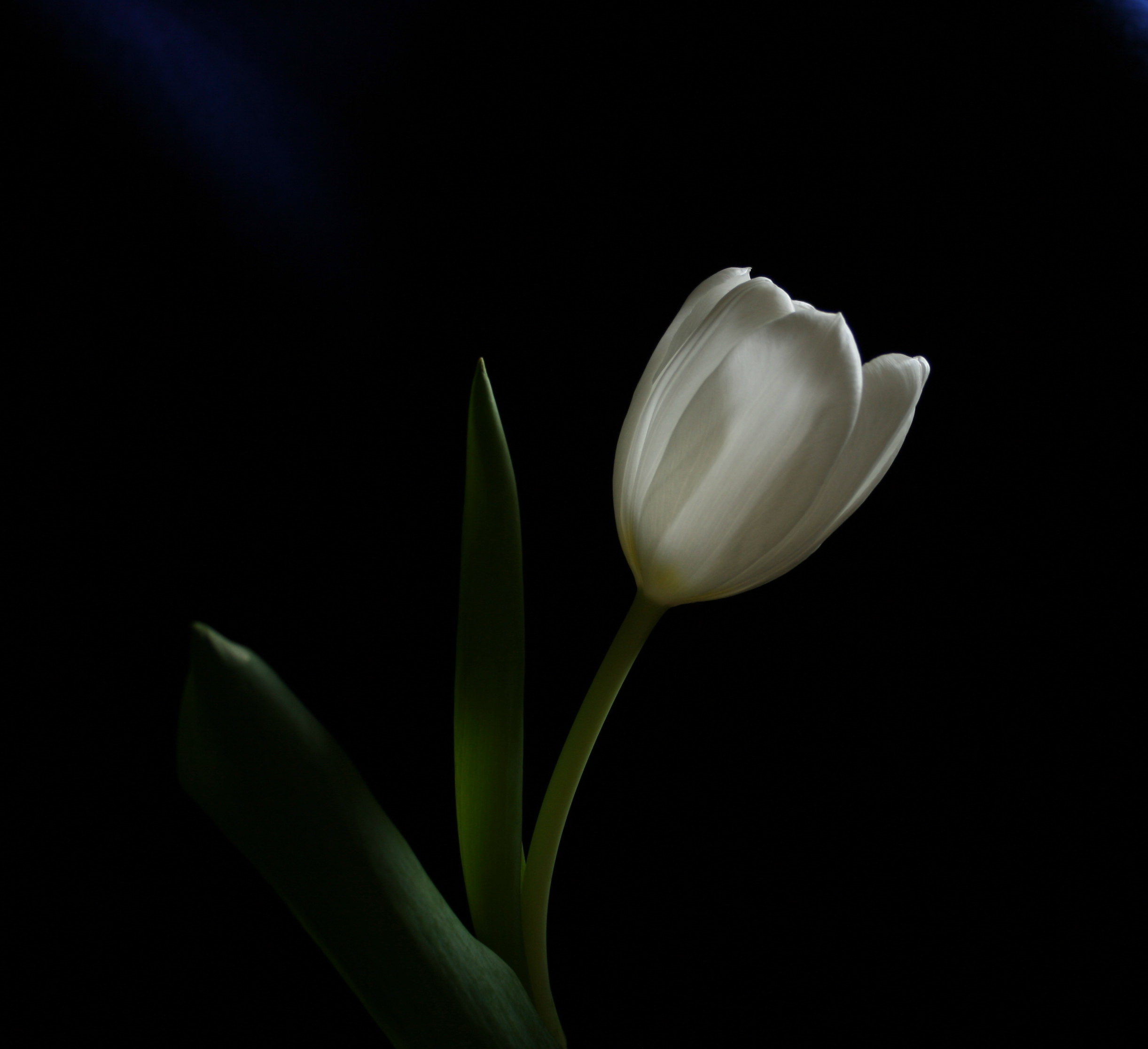 White Tulip - Losoya Studios