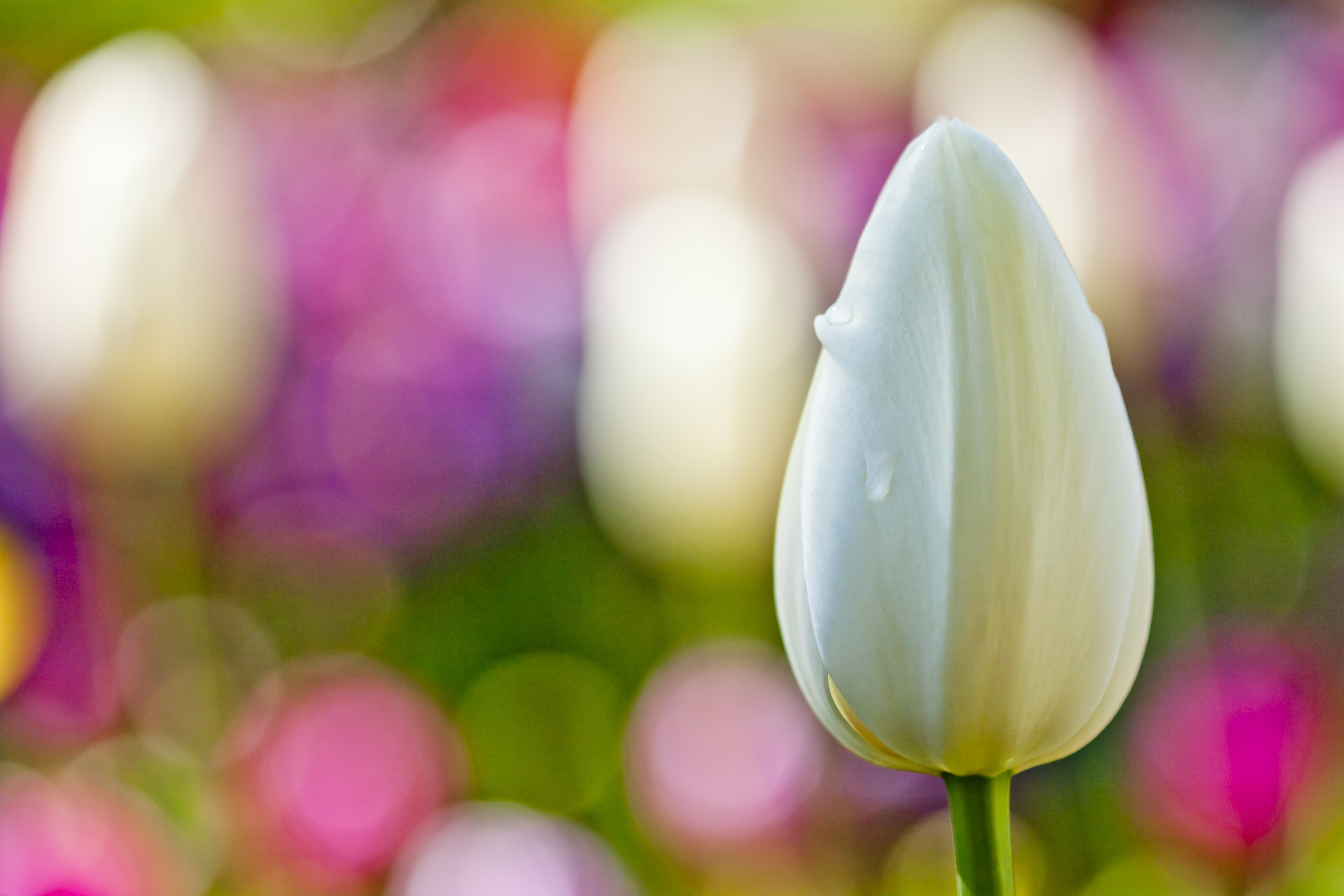 White tulip buds photo