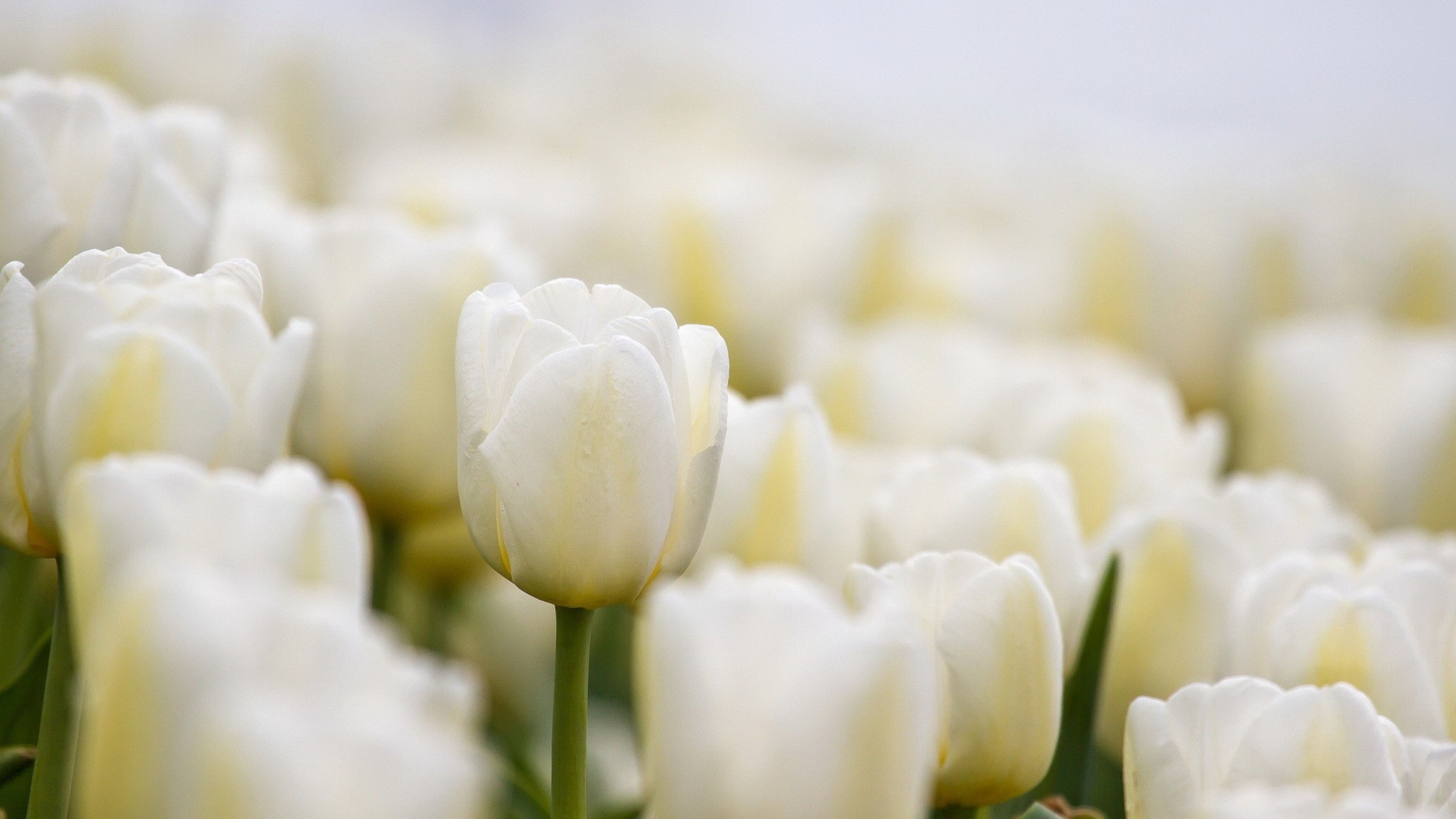 3840x2160 Wallpaper tulips, white, flowers, buds | White | Pinterest ...