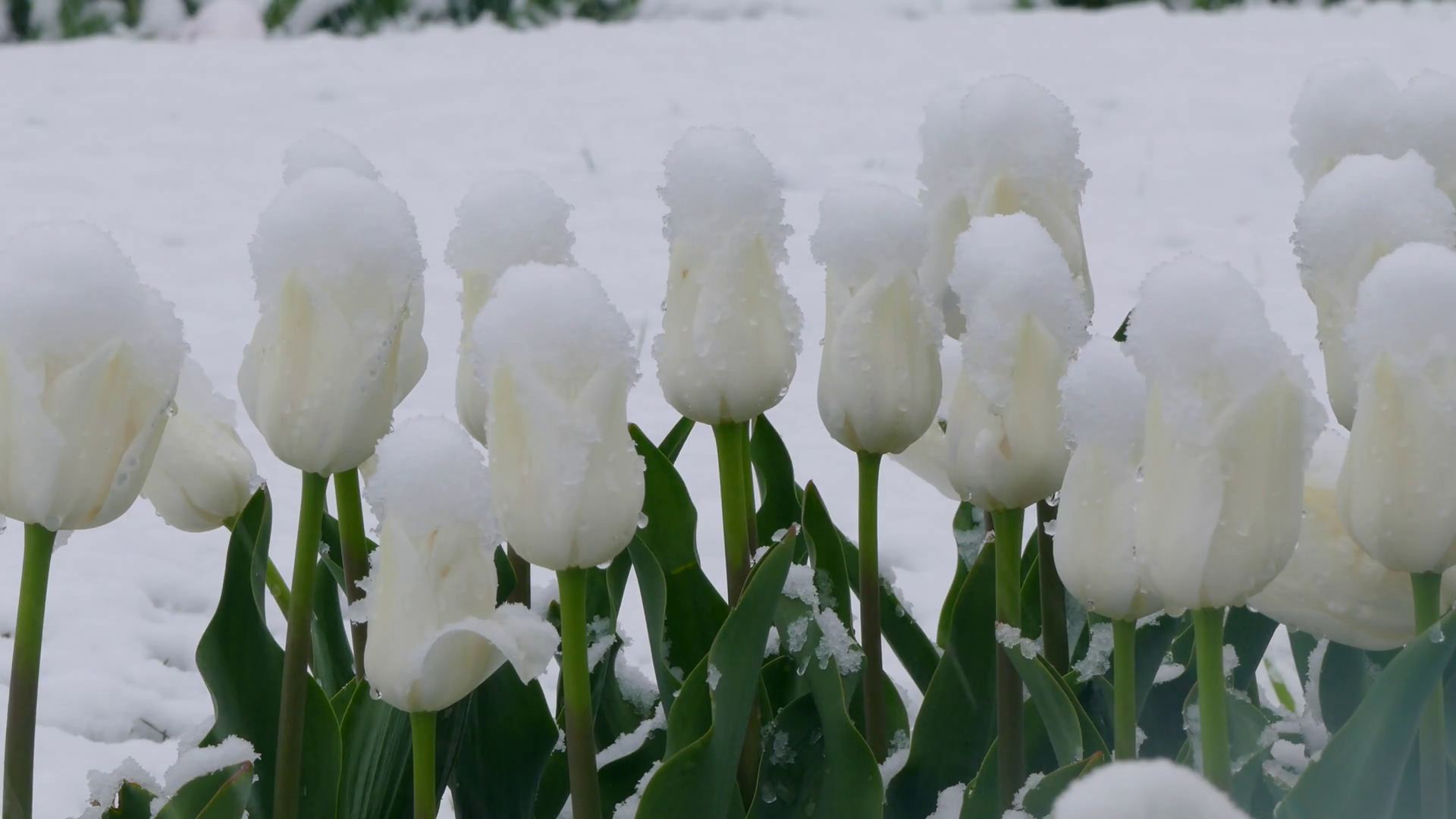White buds of tulips covered with snow during a snowfall Stock Video ...