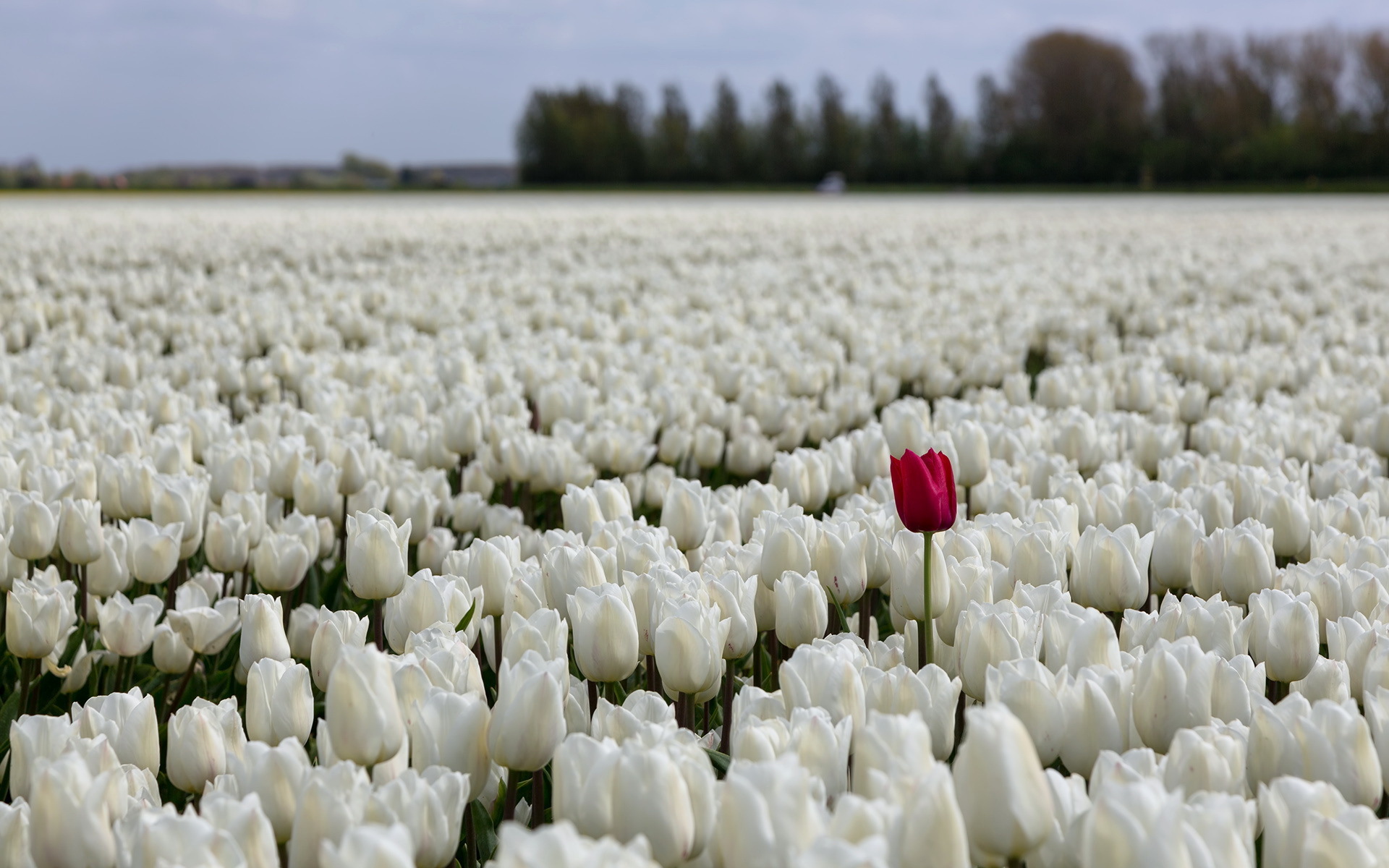 Picture Sea White Tulips Fields Flowers 1920x1200