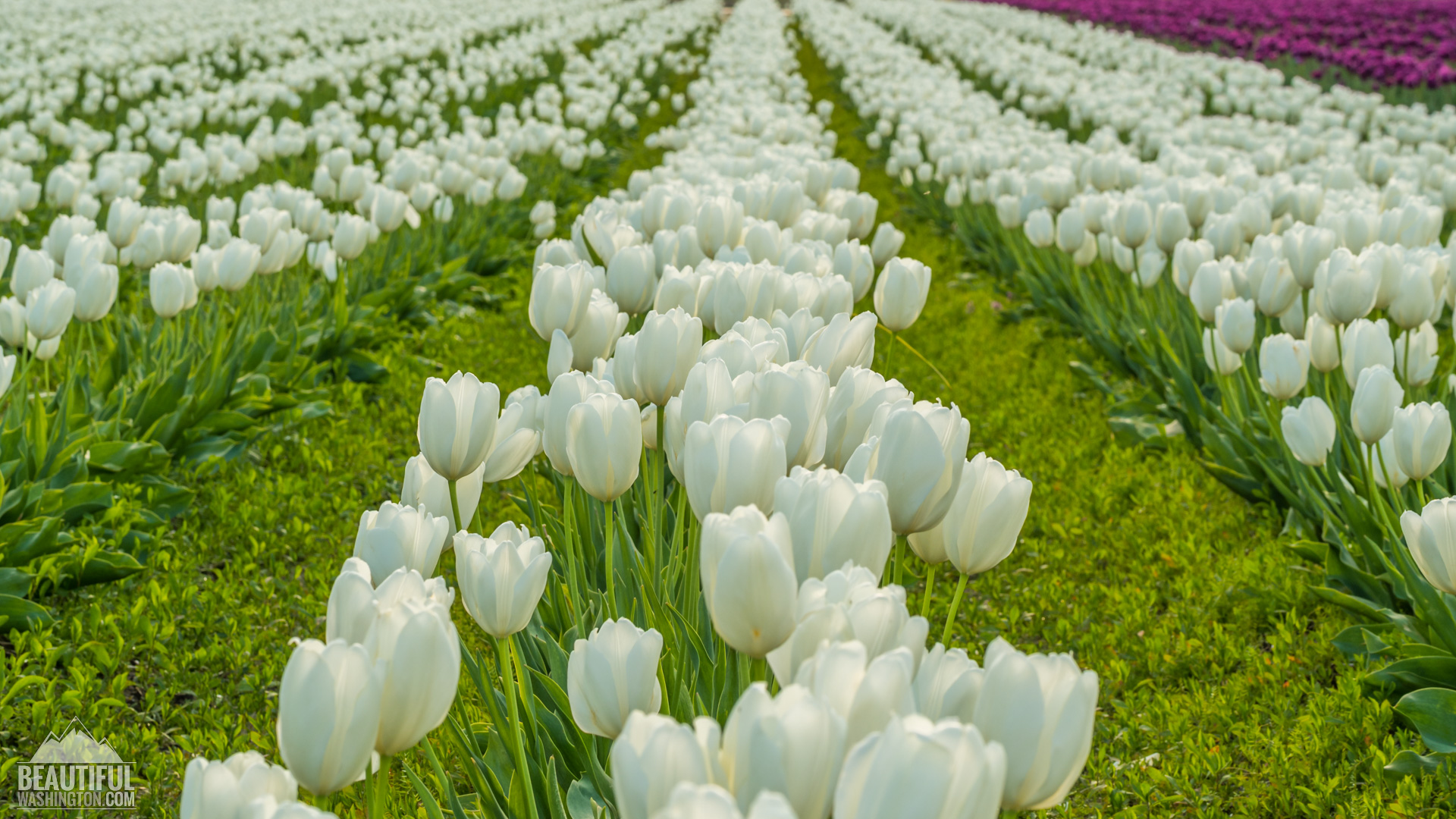 Tulip Fields at Skagit Valley - largest floral festival in WA