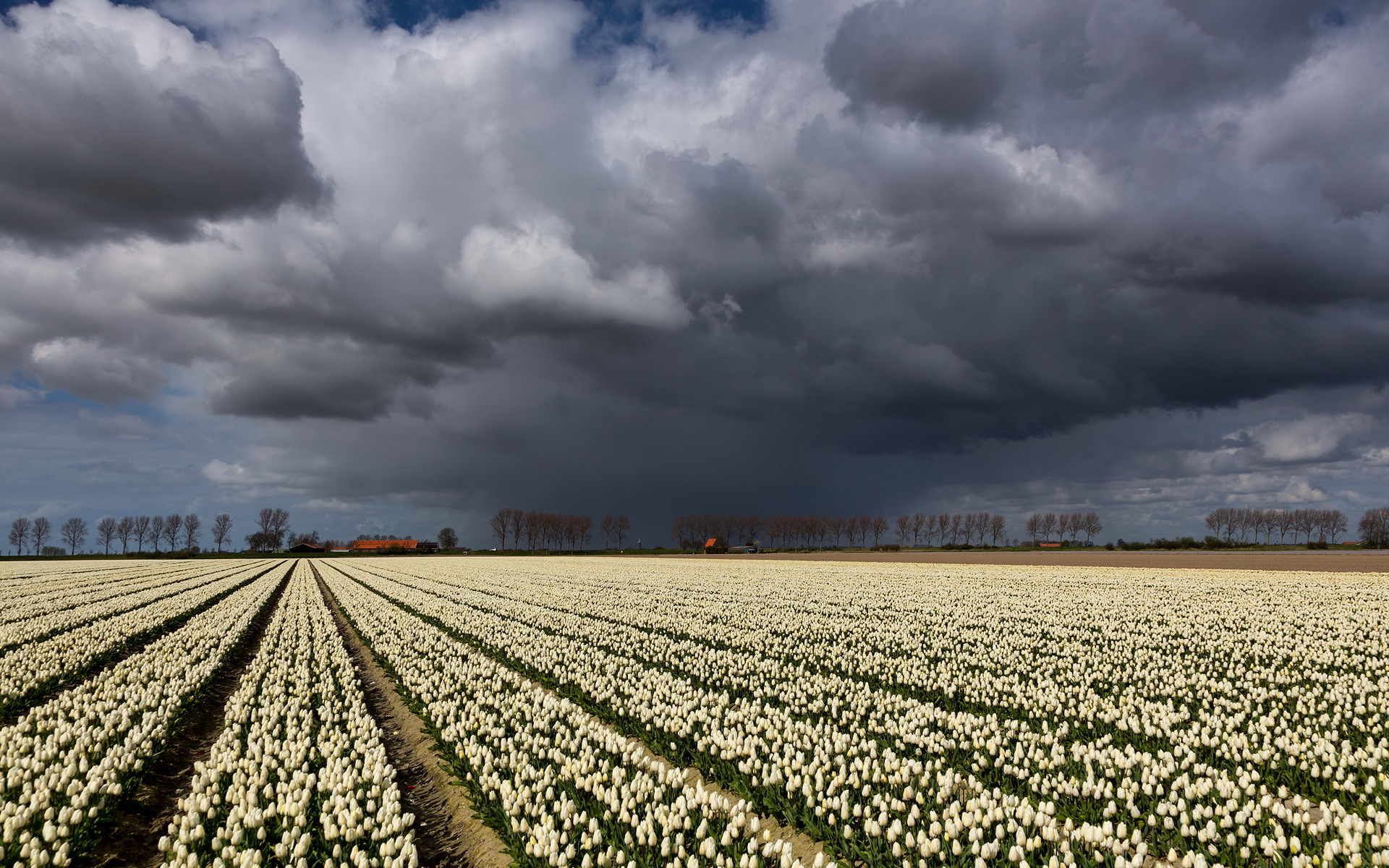 Field of white tulips / 1920 x 1200 / Other / Photography | MIRIADNA.COM