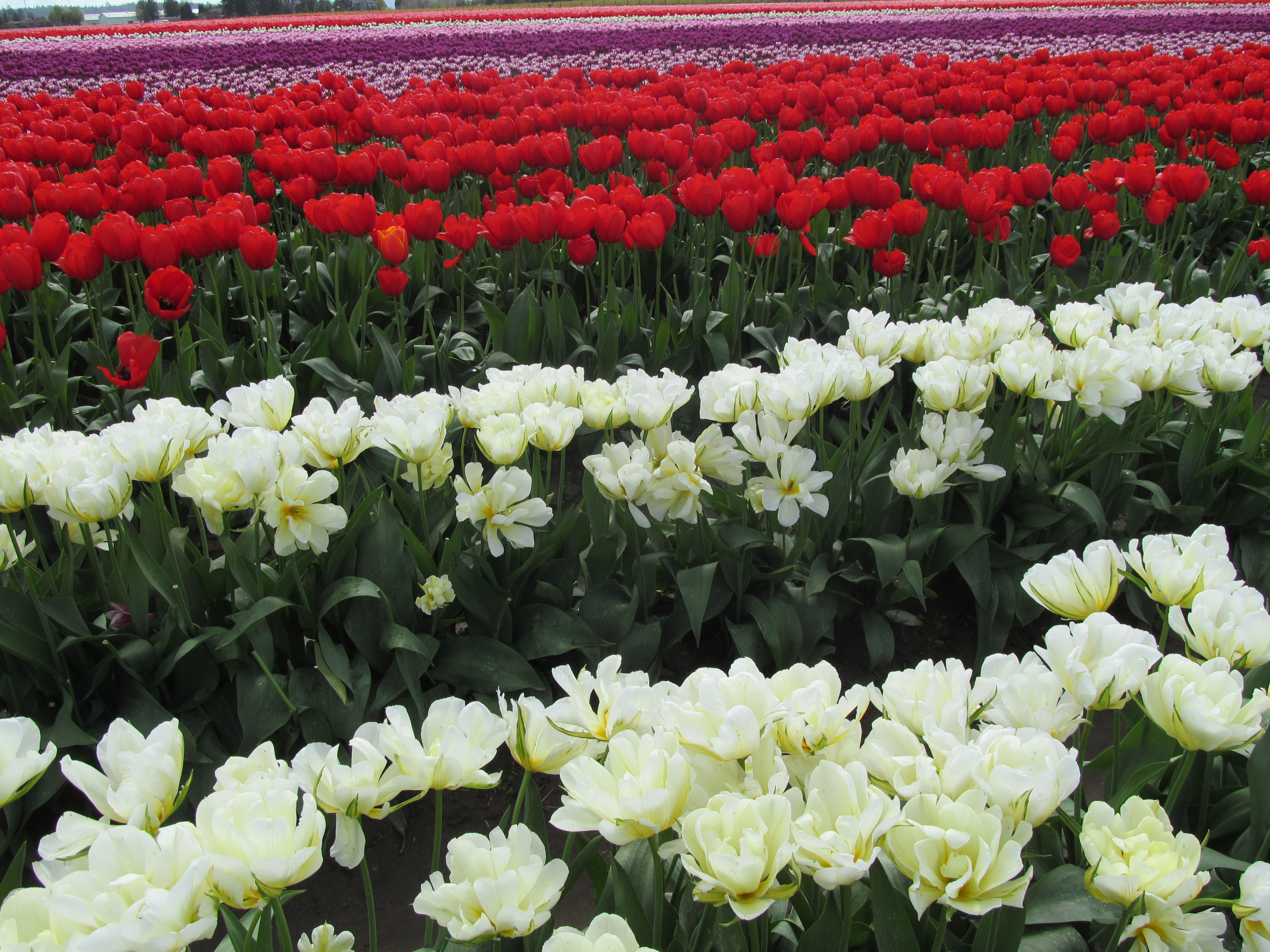 Rows of white tulips contrast the deep red ones in a field in Skagit ...
