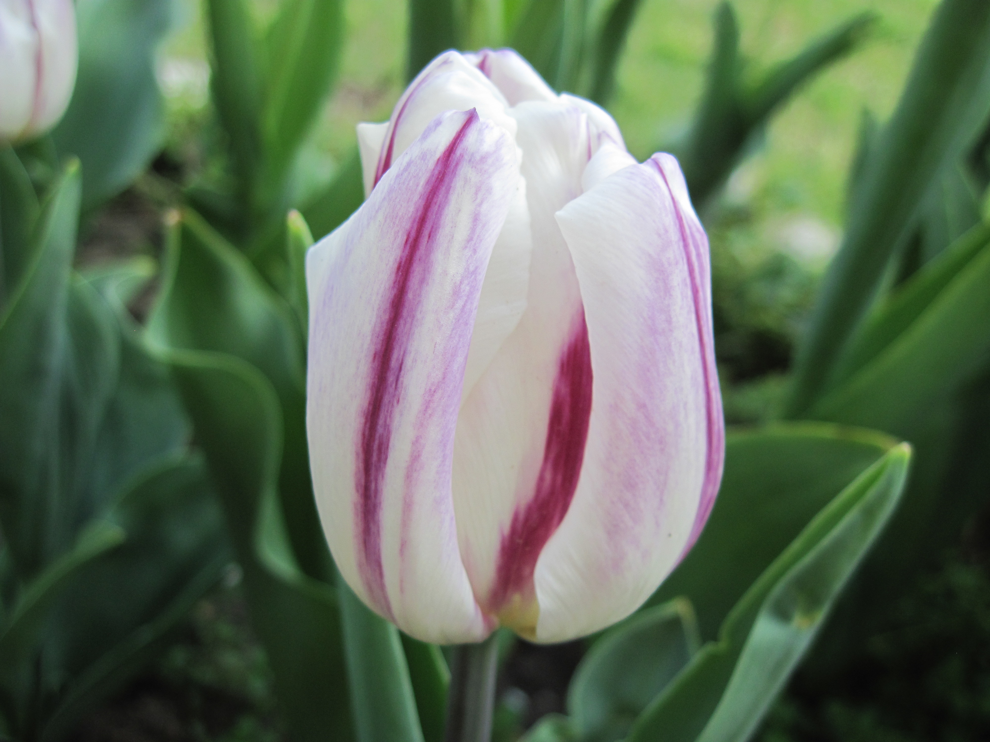 White tulip with purple stripes photo