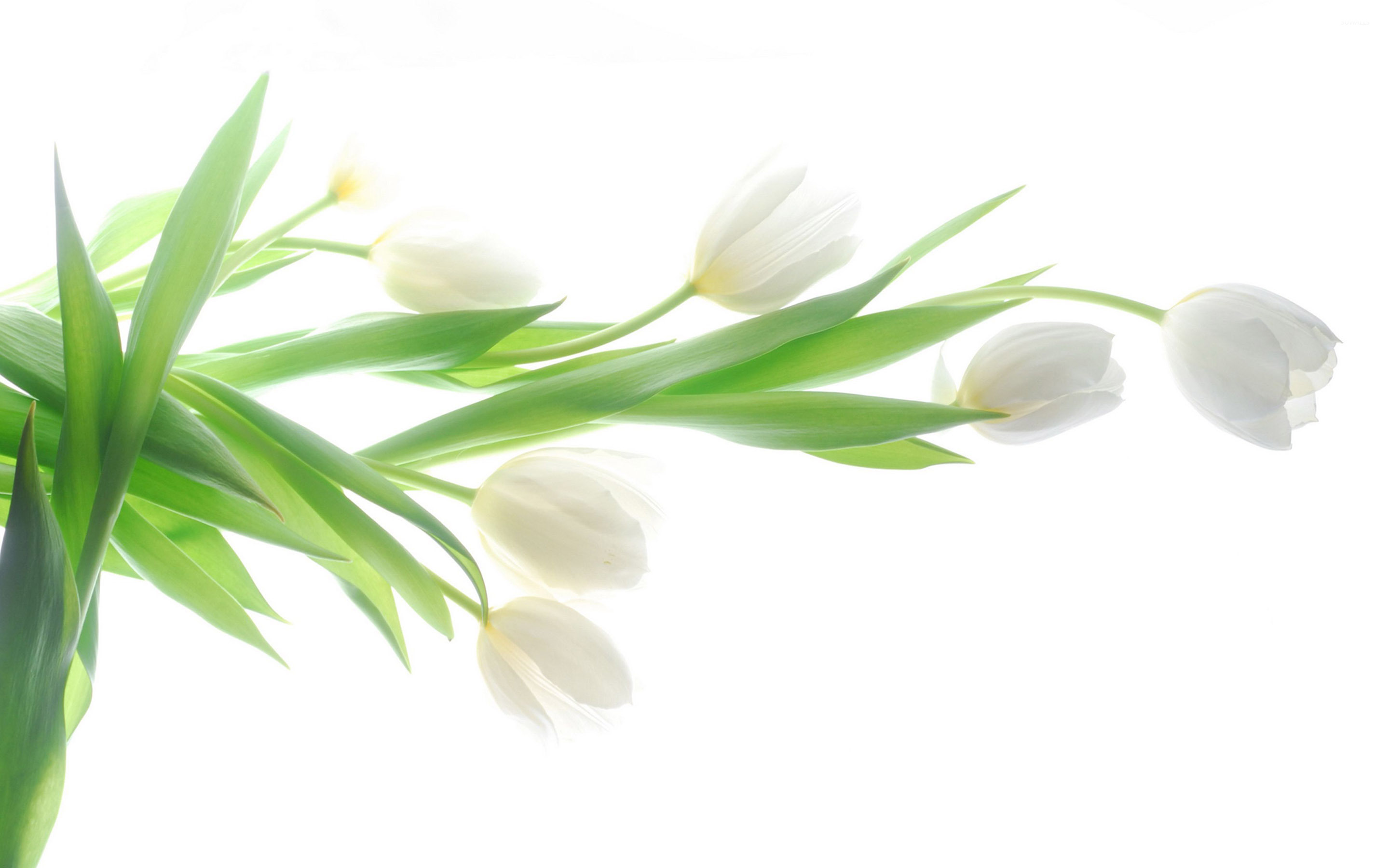 White tulips [4] wallpaper - Flower wallpapers - #34951