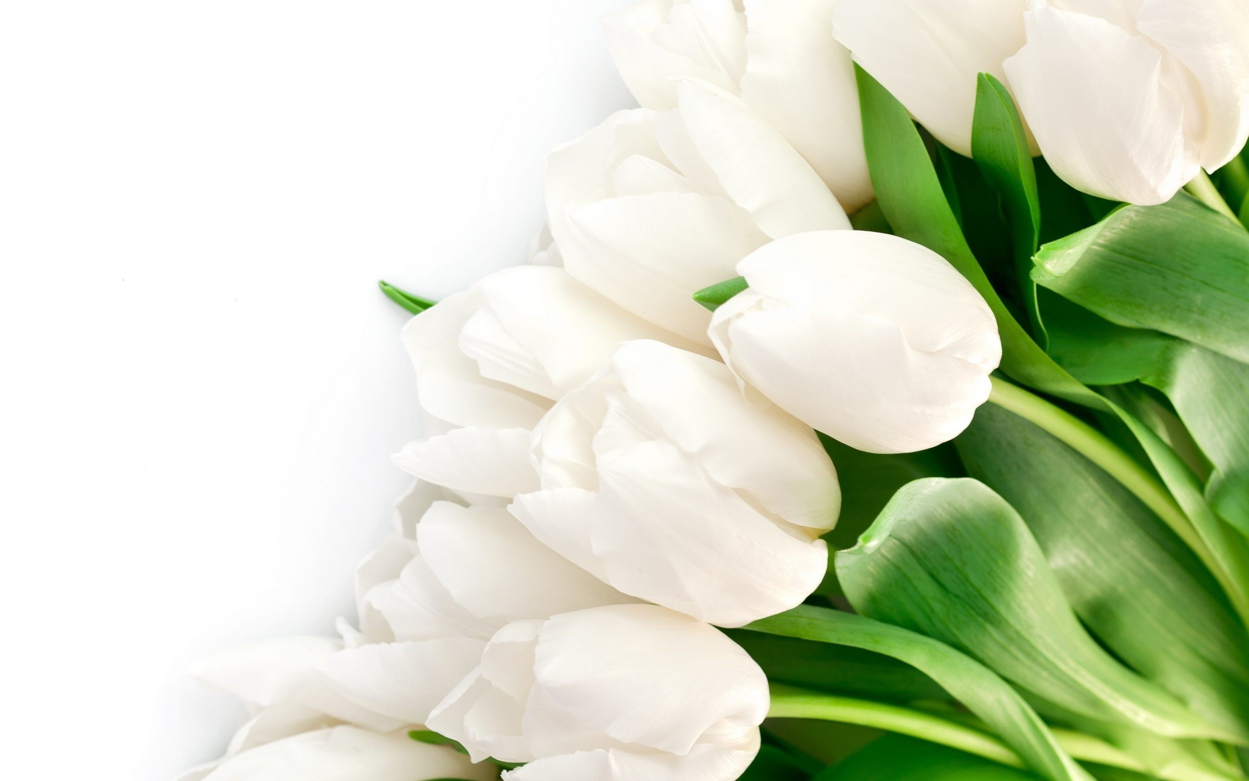 White Tulips HD Wallpapers