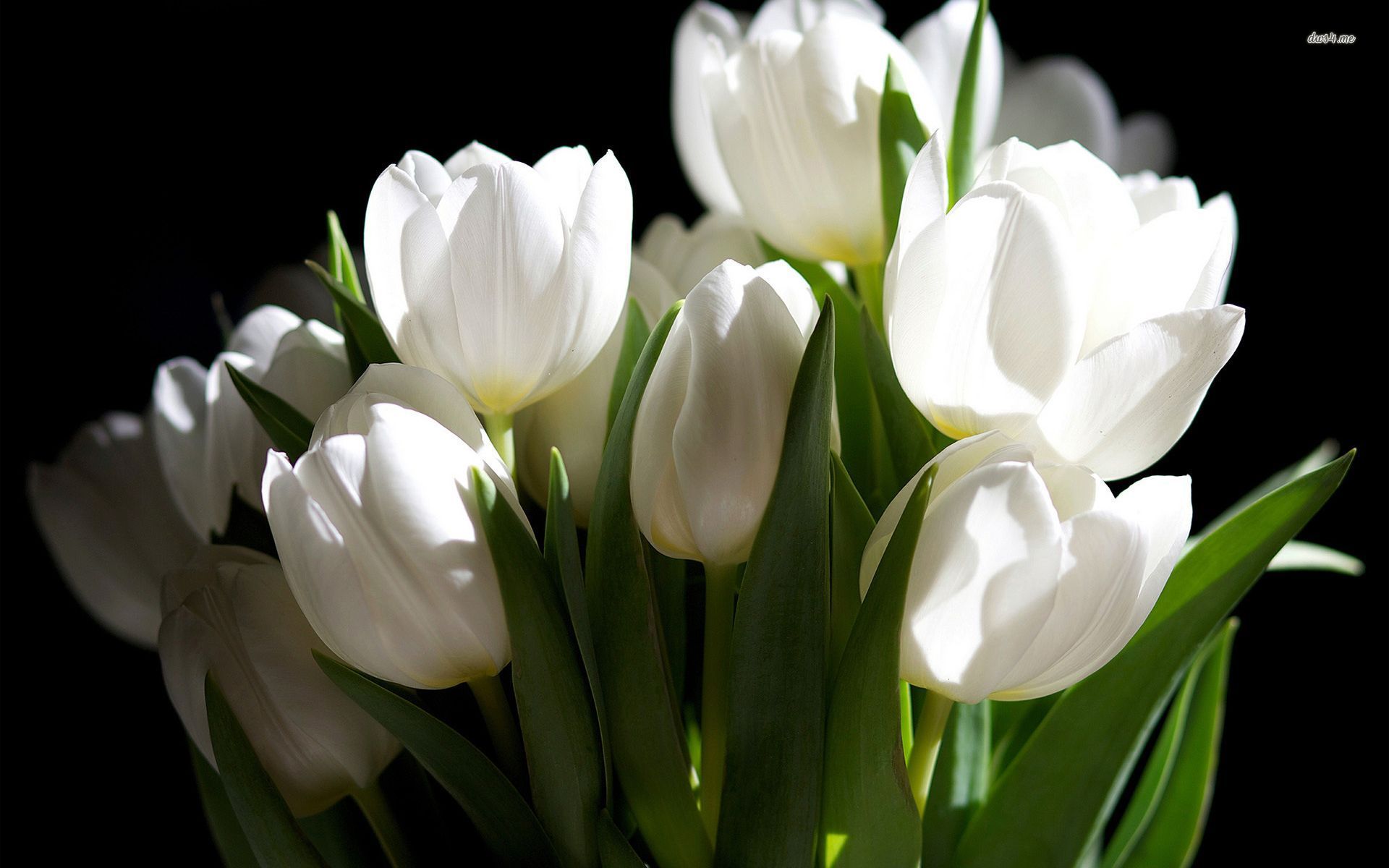 White tulips wallpaper - Flower wallpapers - #32559
