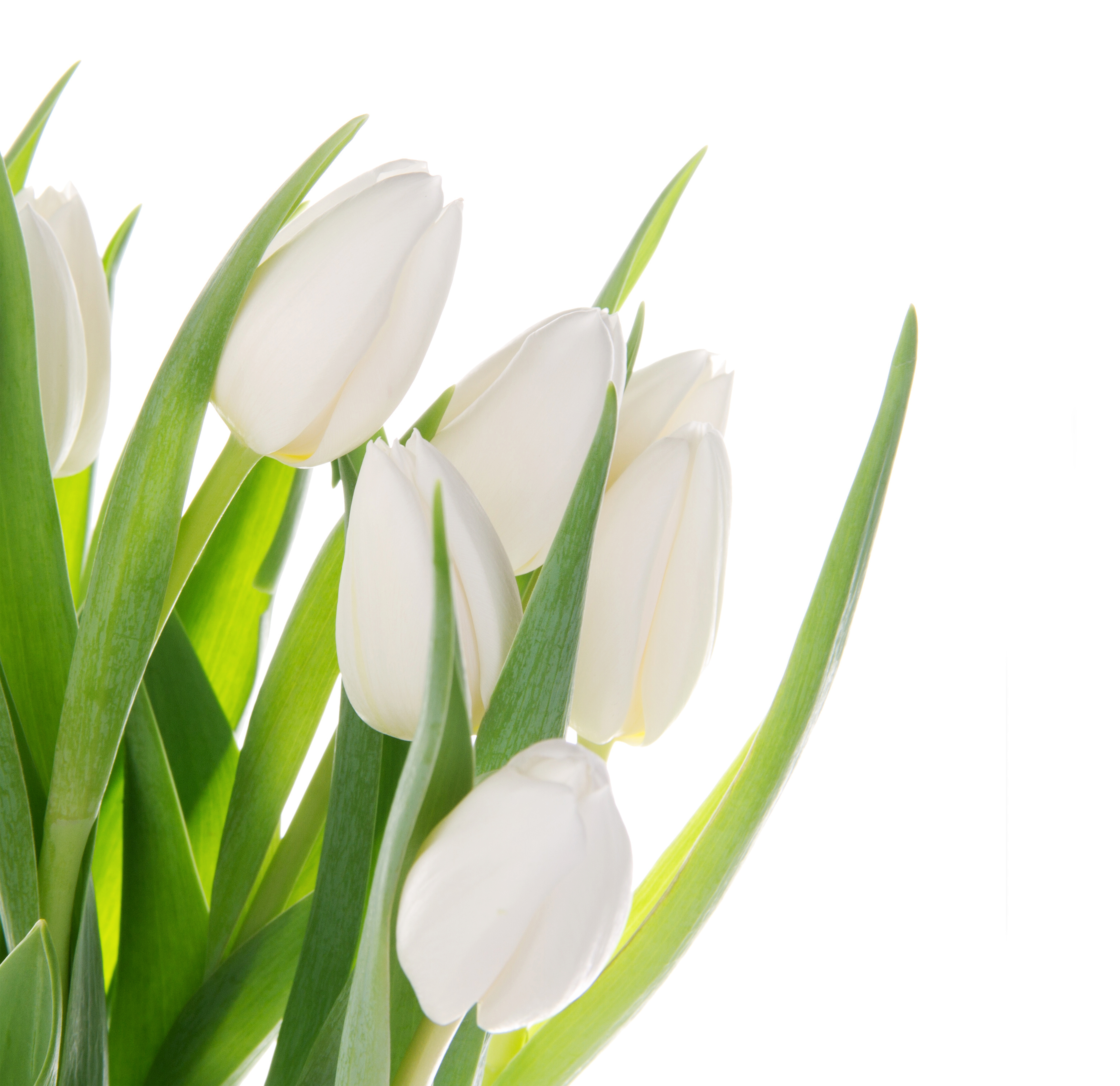 Белые тюльпаны вектор