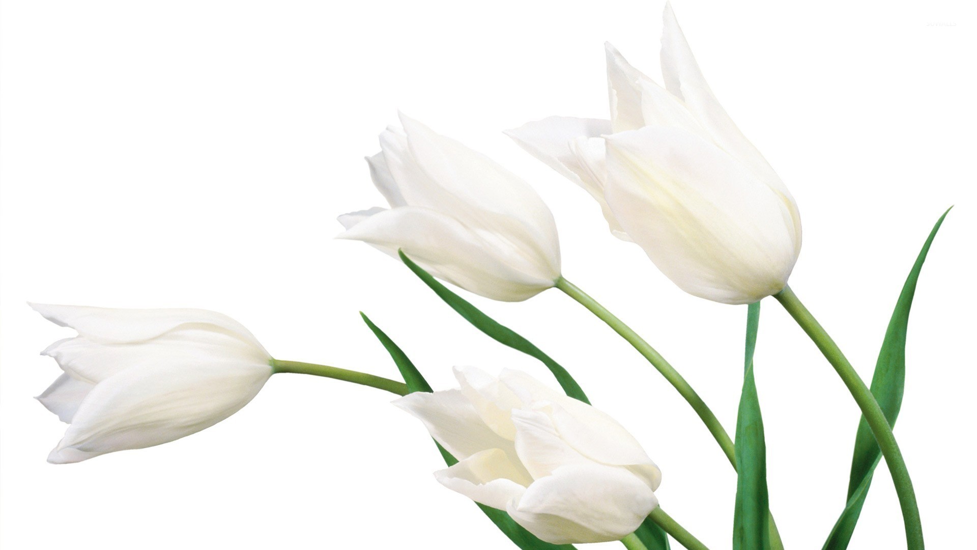 White tulips [2] wallpaper - Flower wallpapers - #23144