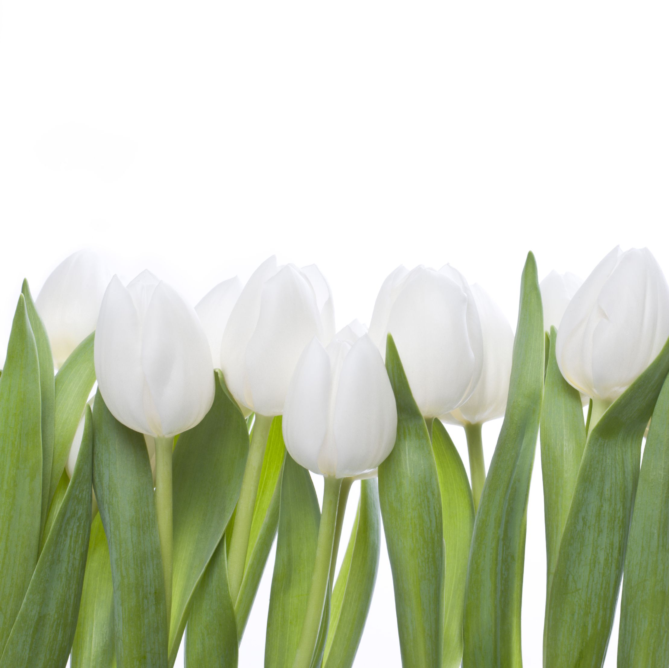 tulip white - Google Search | Flowers | Pinterest | Flowers