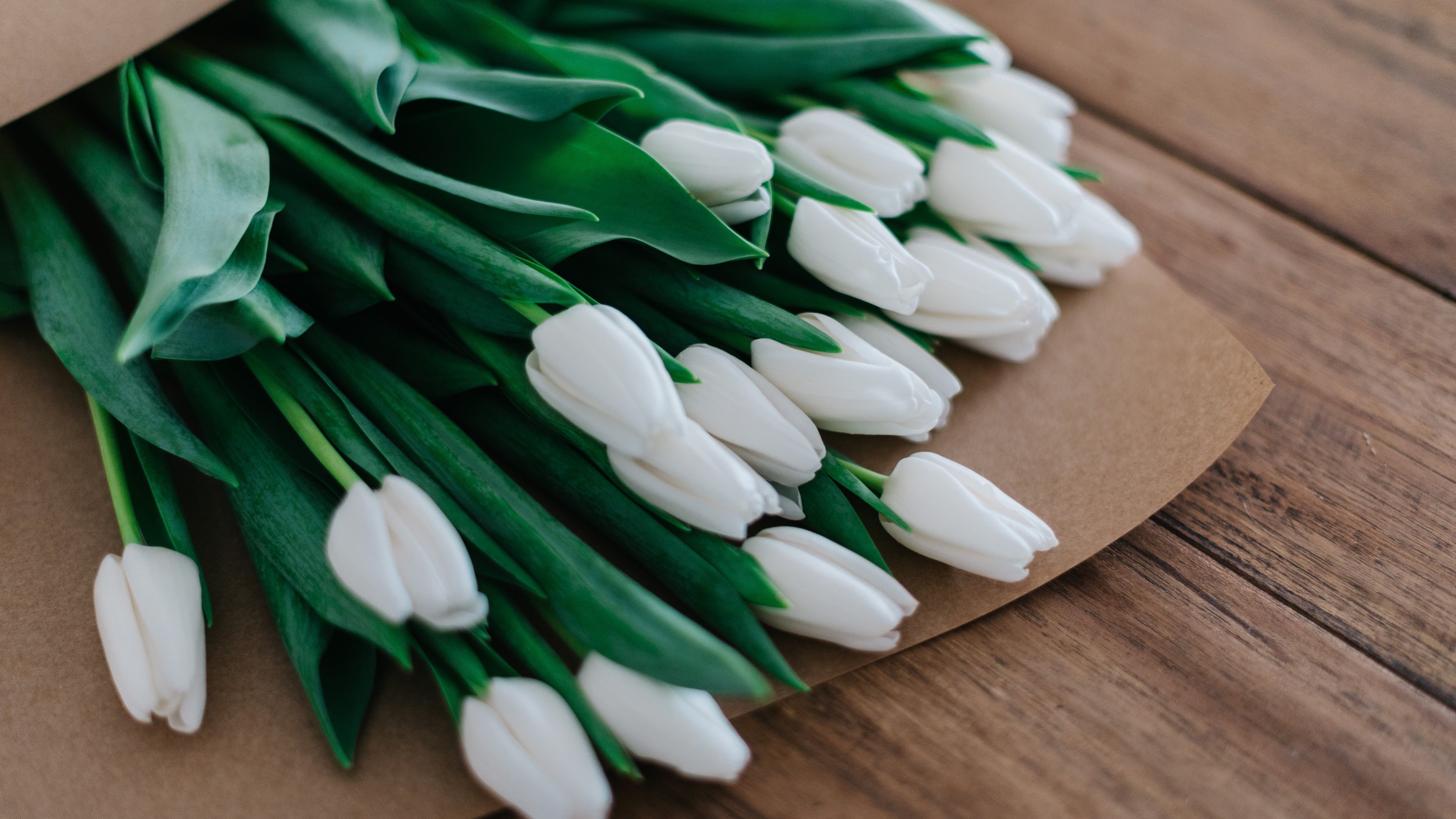 White Tulips Wallpaper - Mobile & Desktop Background