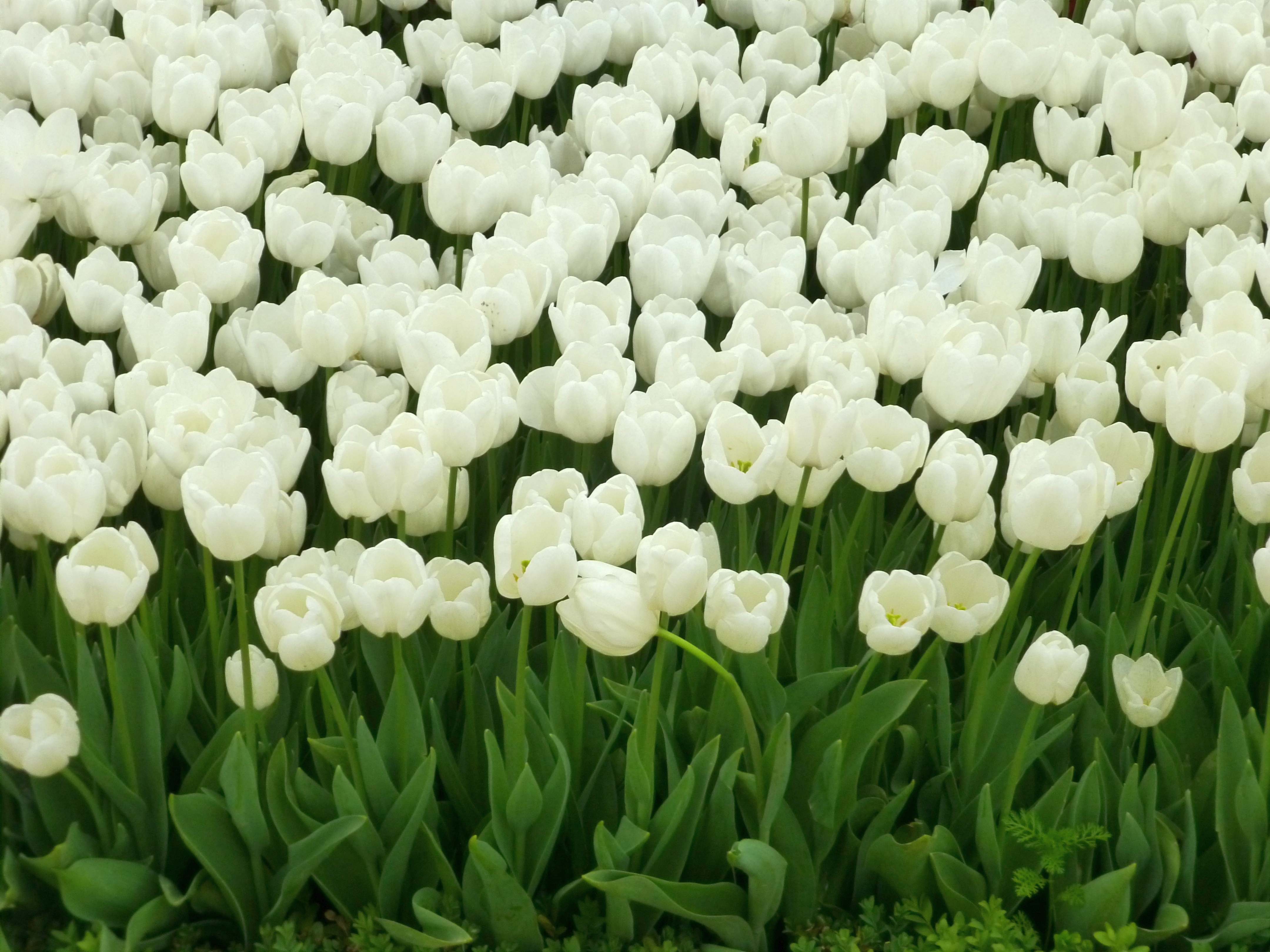 White Tulips HD Wallpaper | Flowers Wallpapers