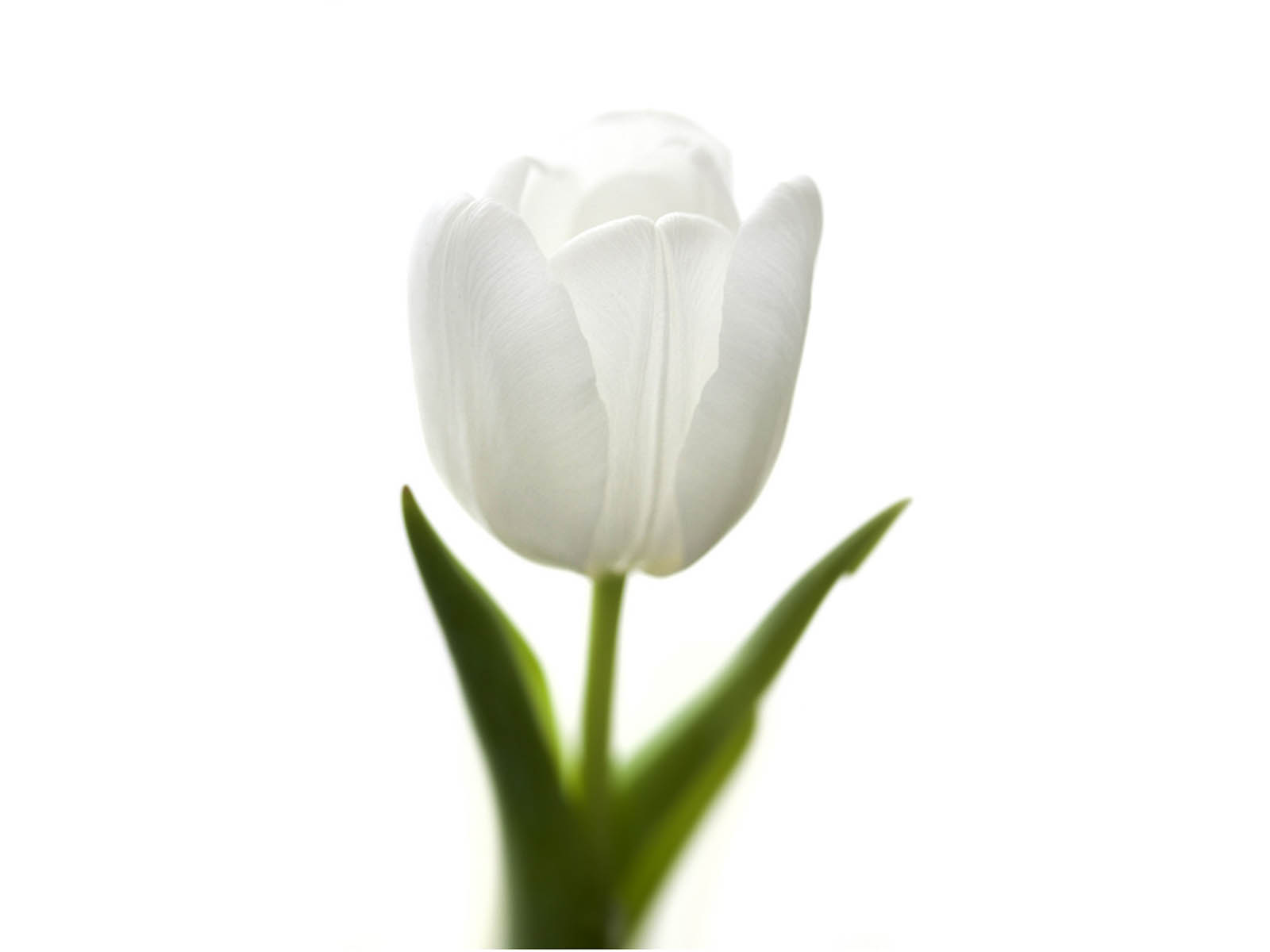 White Tulips 19 High Resolution Wallpaper - HdFlowerWallpaper.com