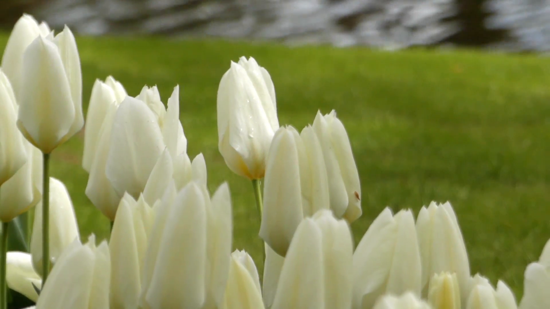 Beautiful White Tulips in the Flower Park. Stock Video Footage ...