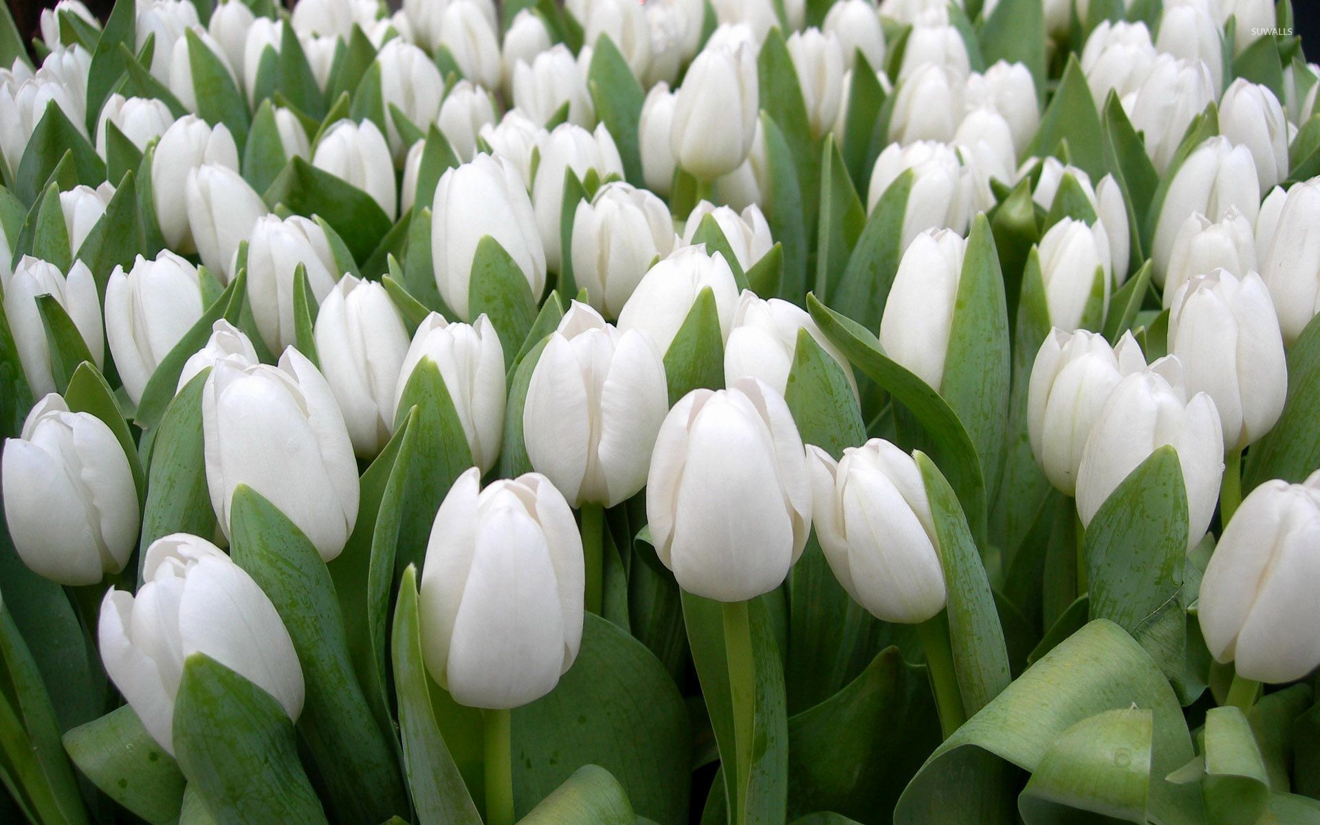 Beautiful white tulips wallpaper - Flower wallpapers - #53777