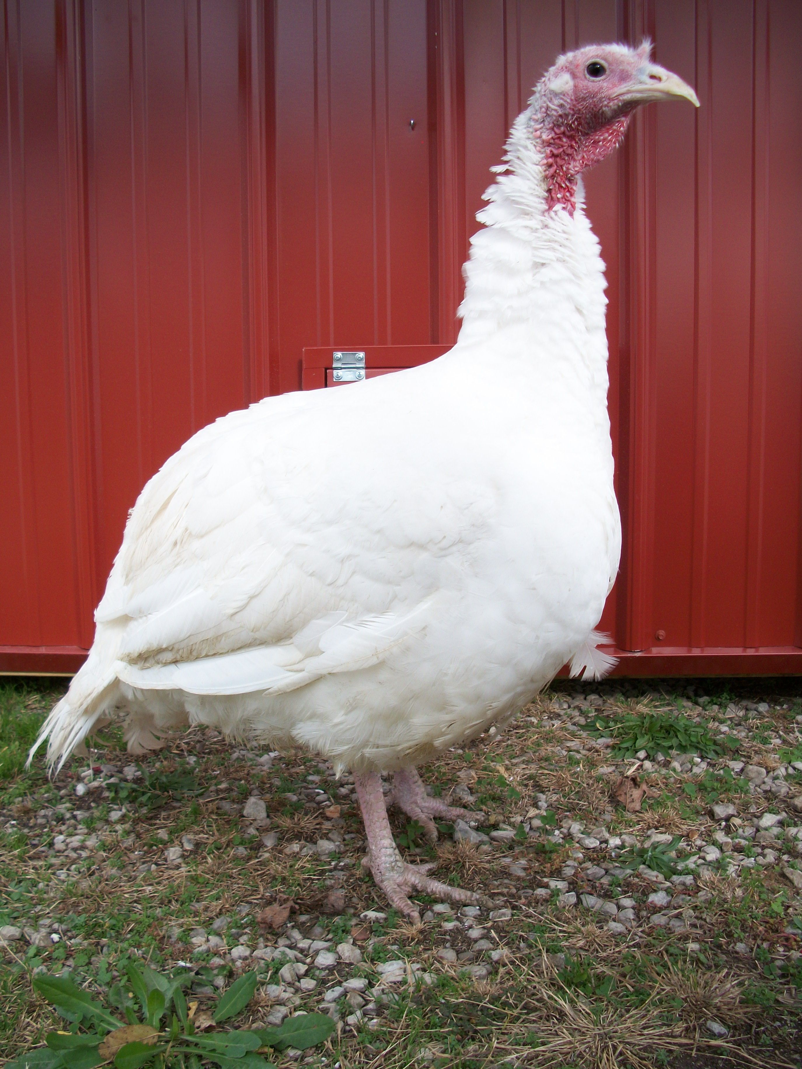Free photo: White Turkey - Animal, Bird, Farm - Free ...