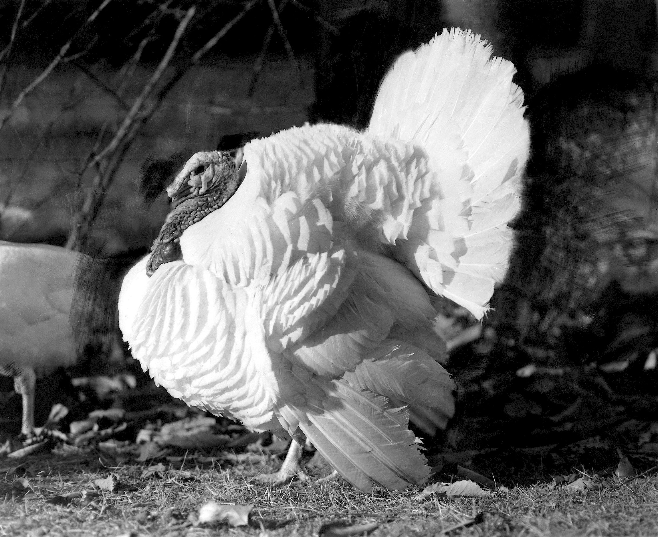 White turkey photo