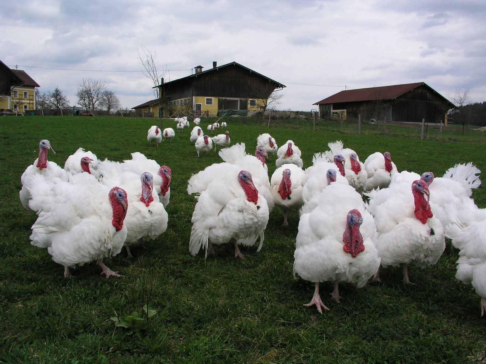 Breed Savers: Beltsville Small White Turkeys