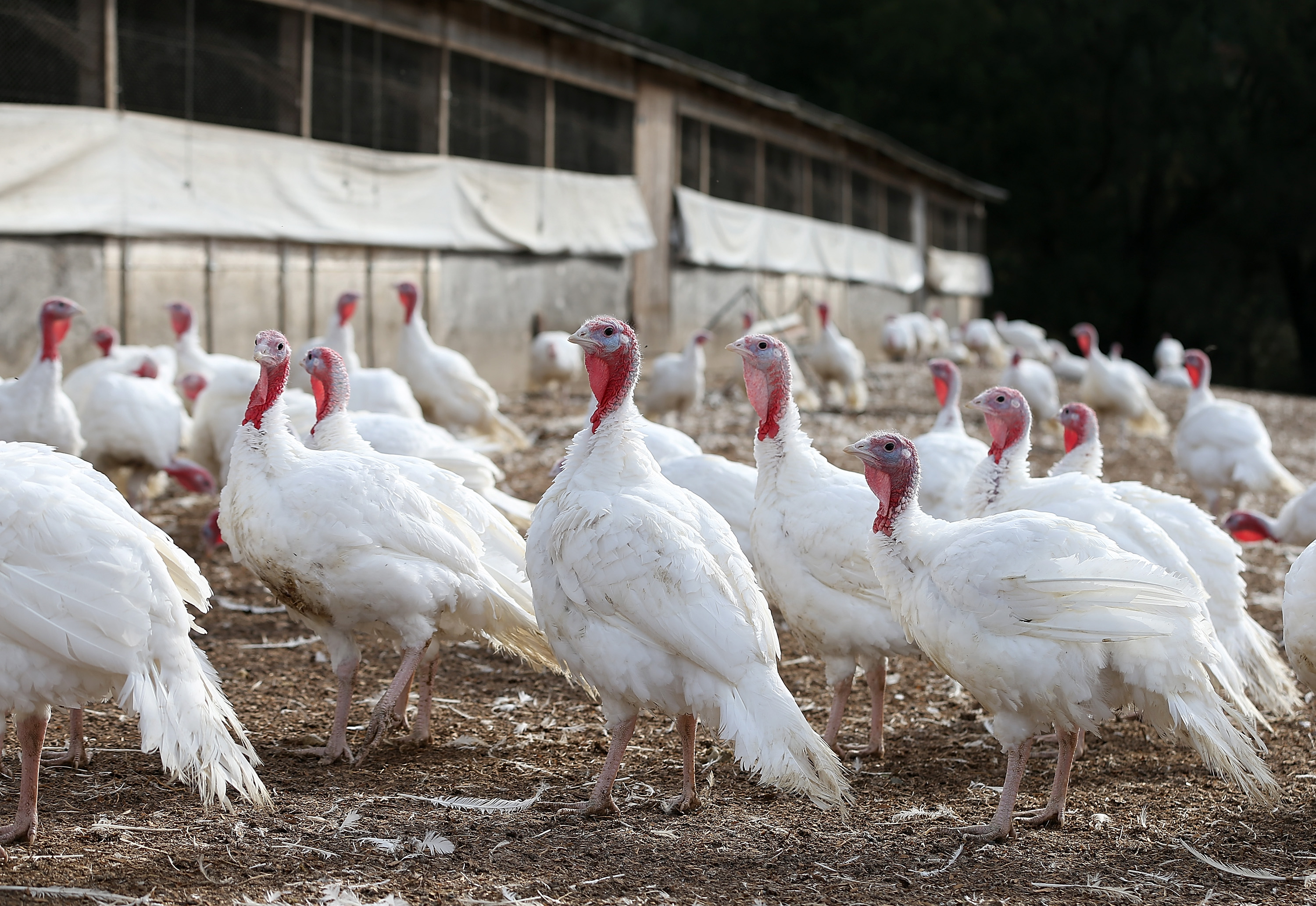 Thanksgiving Turkey: Here's Why They'll Be More Expensive than Ever ...