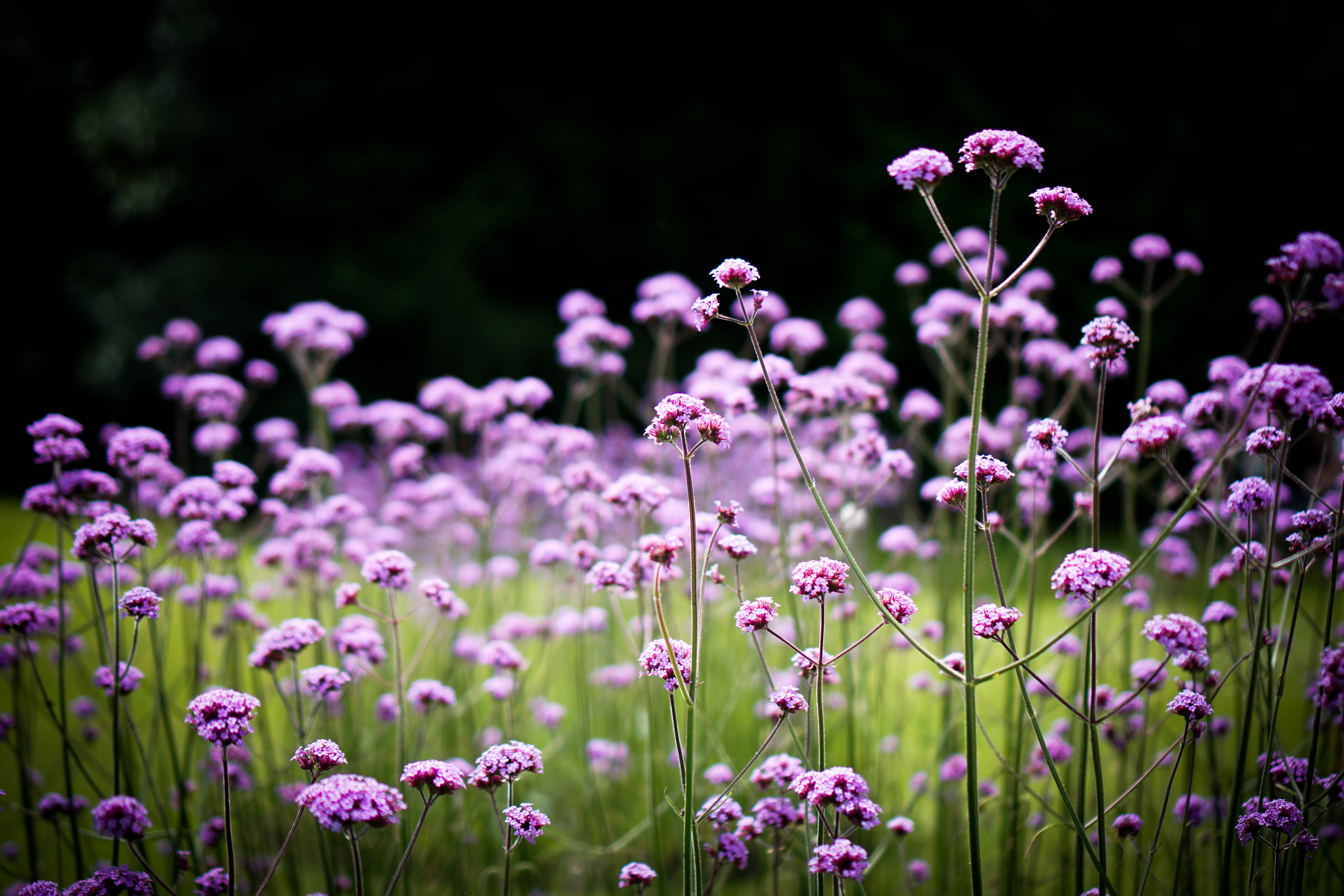 White flowers in close up photography, verbena HD wallpaper ...