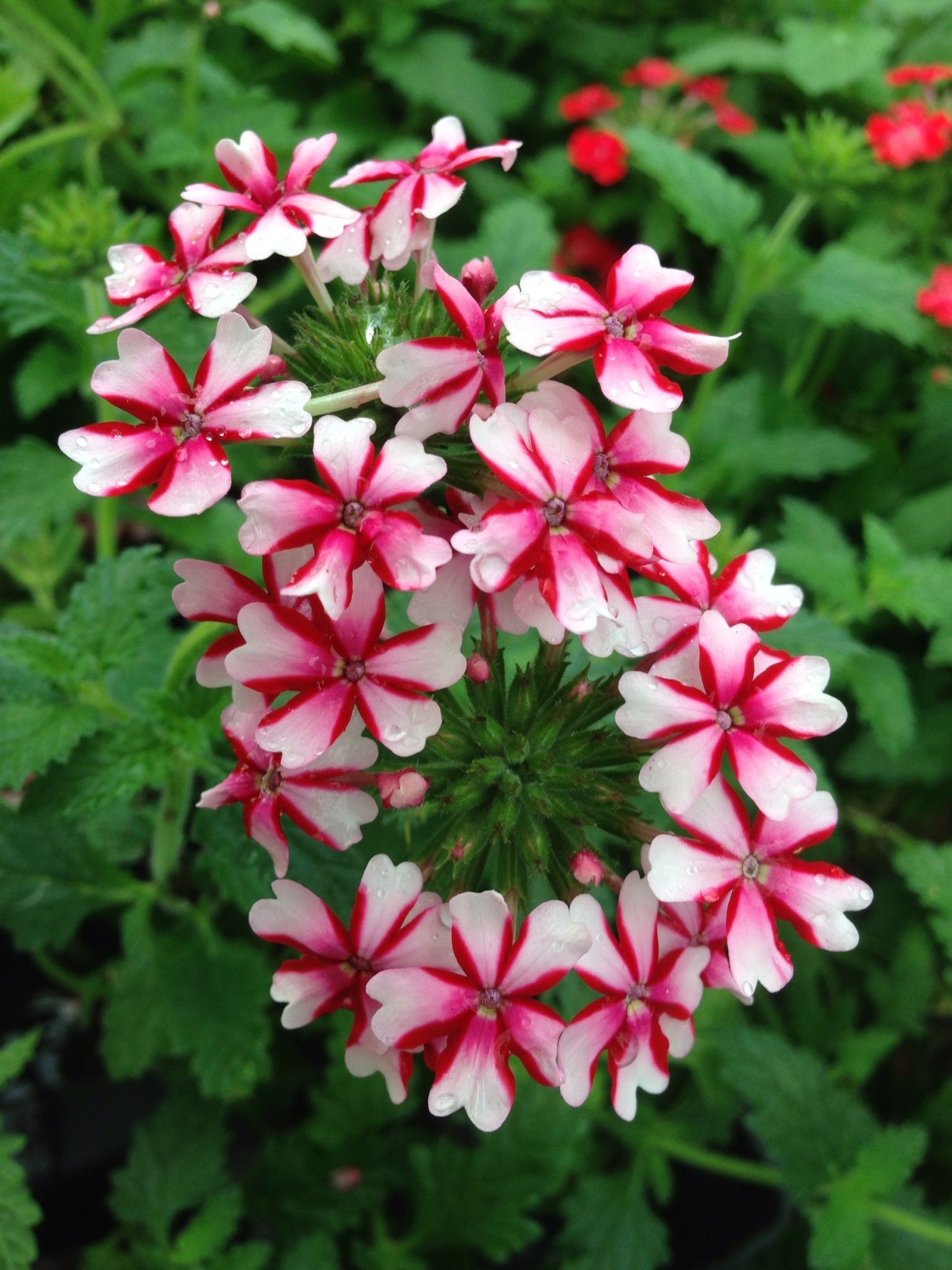 Tiny Little Red & White Verbena Flower | Flowers | Pinterest ...