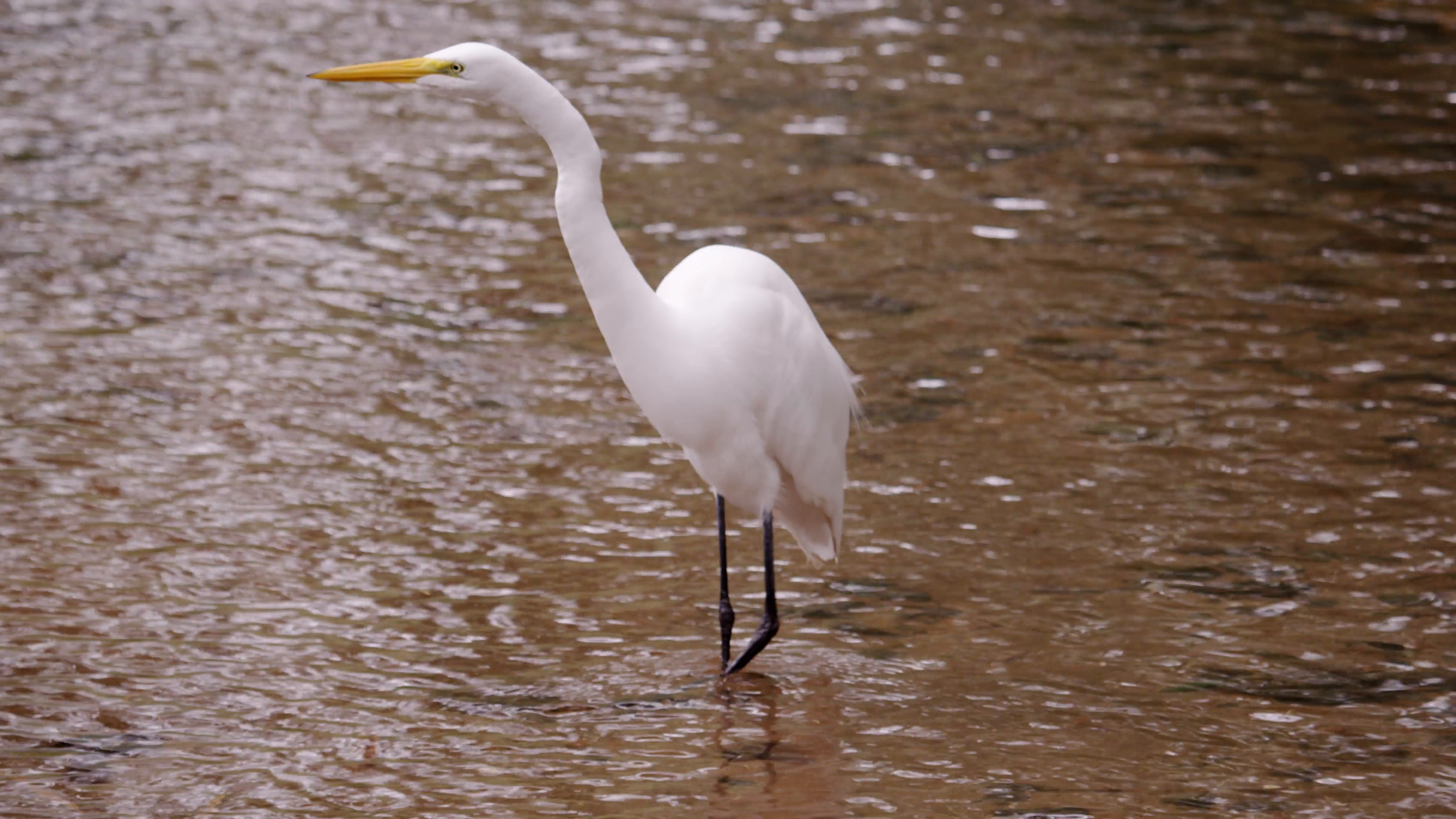 White bird wading in water in Rio. Stock Video Footage - VideoBlocks