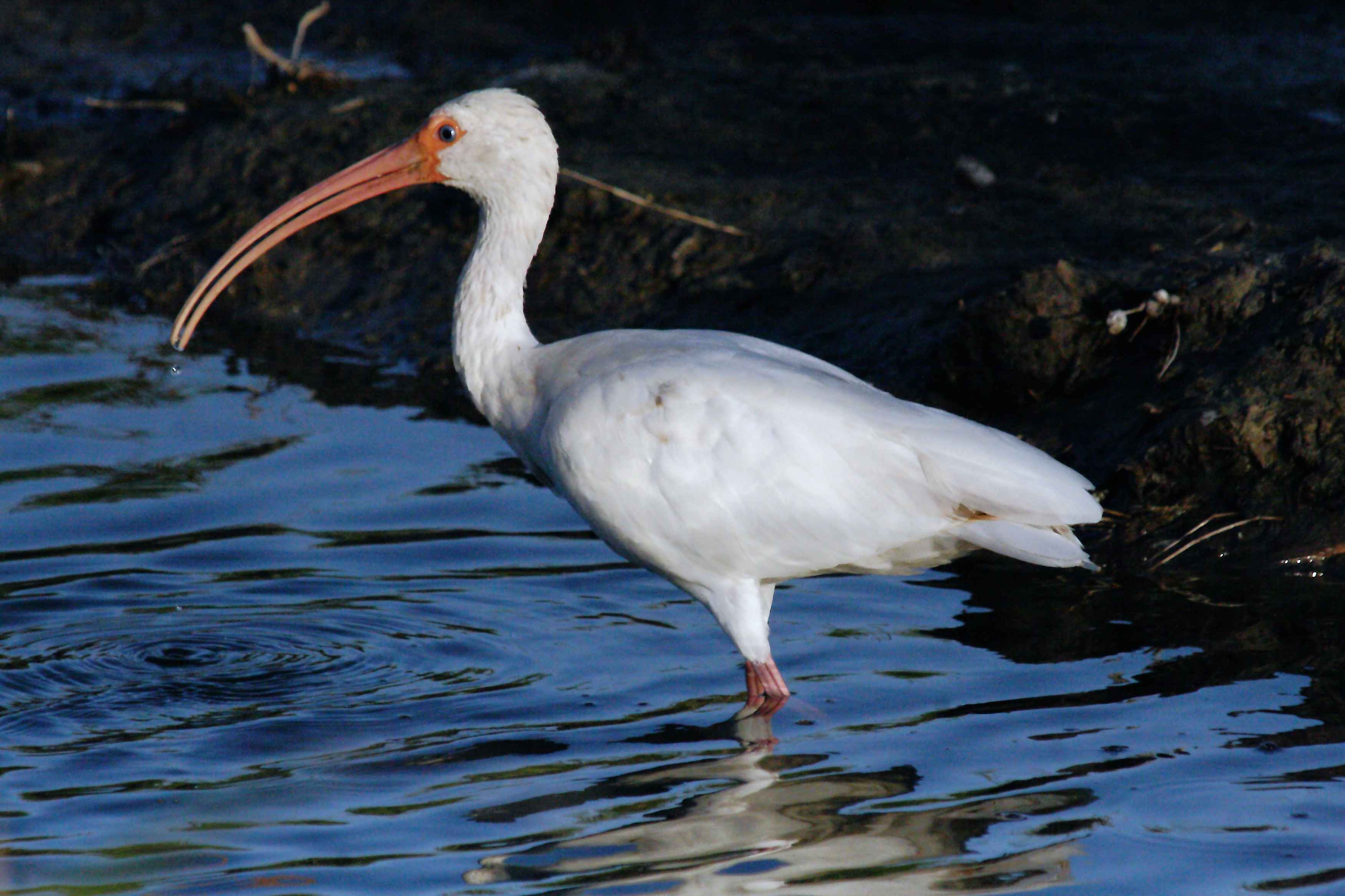 Free picture: American white ibis, bird, wading, water, eudocimus albus