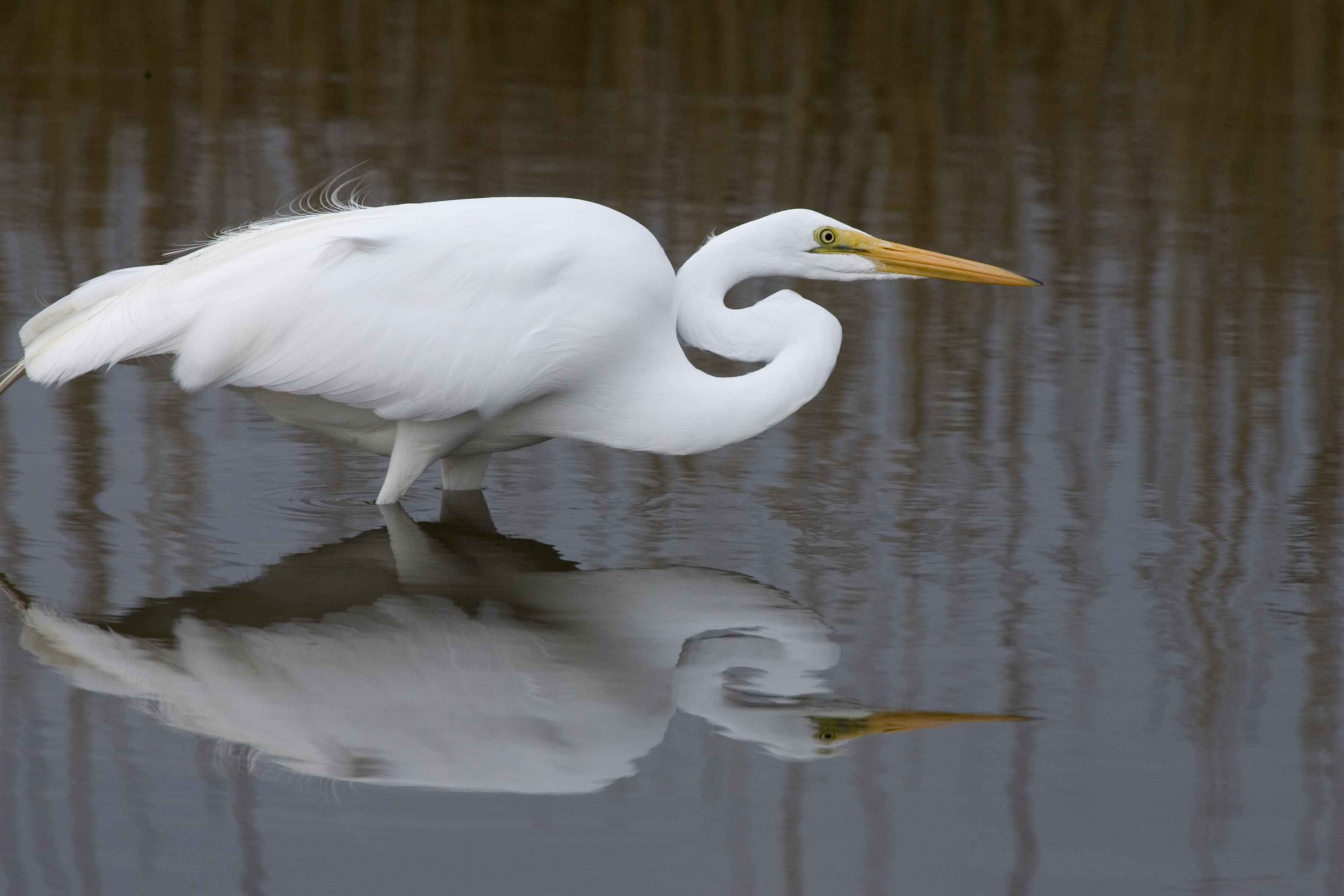 Free picture: large, white, wading, bird, pauses, refuge, water