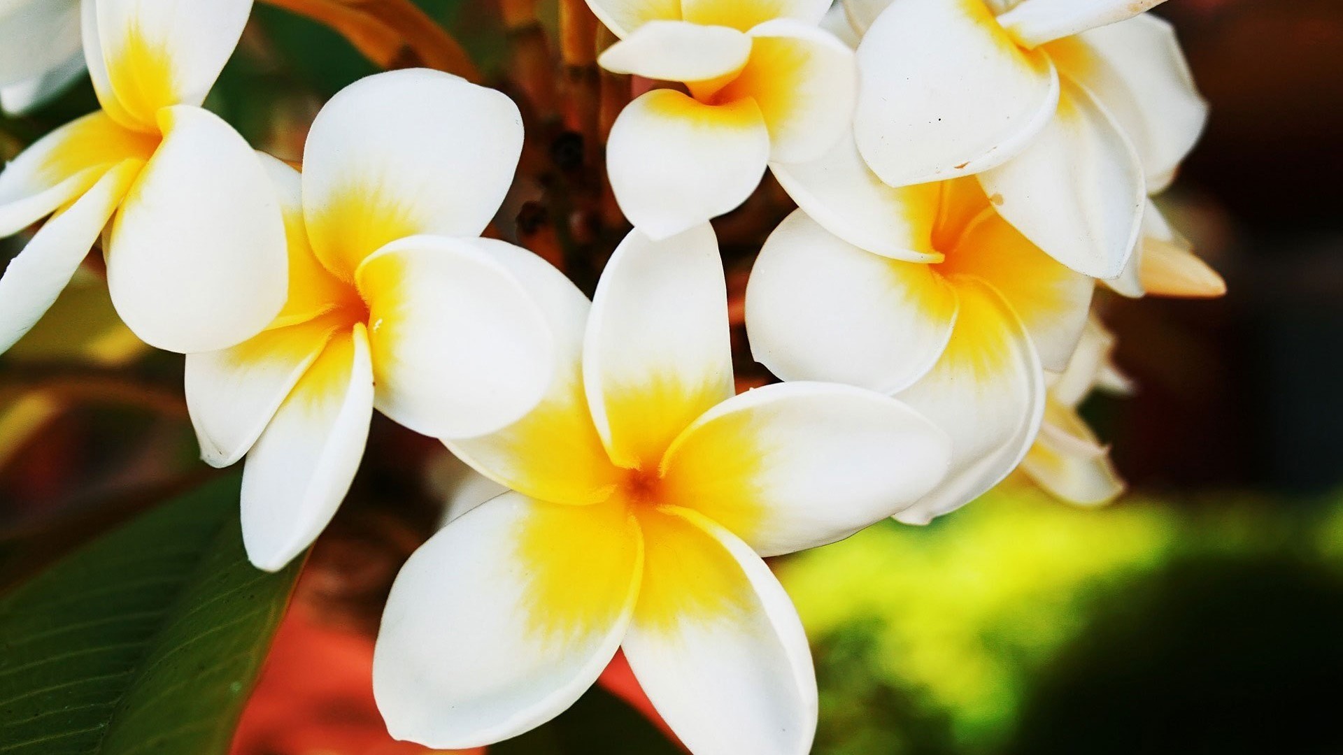 White Yellow Flowers #6991255