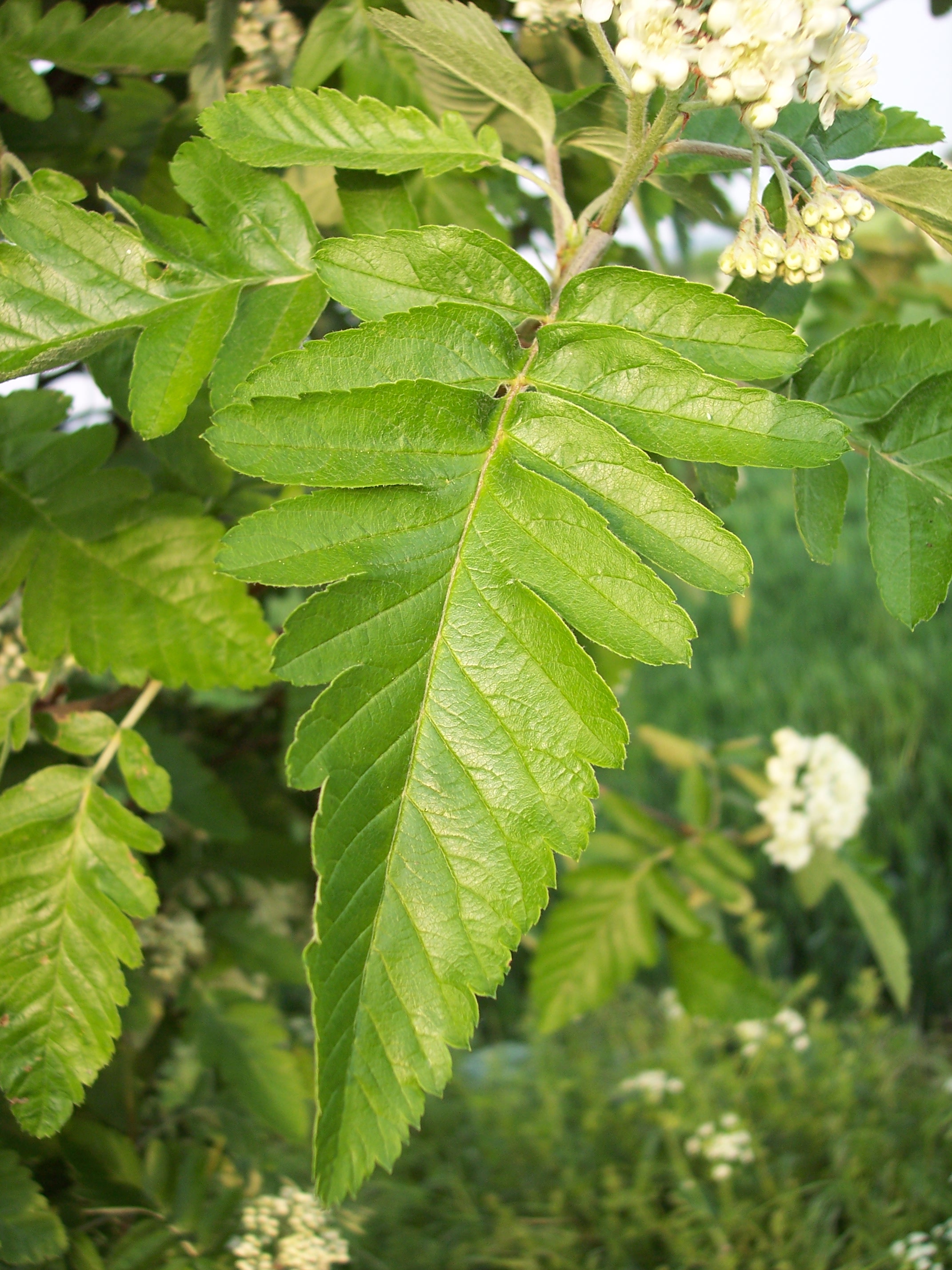 Wild Service Tree or Oak-leaf Mountain Ash (Sorbus x thuringiaca ...