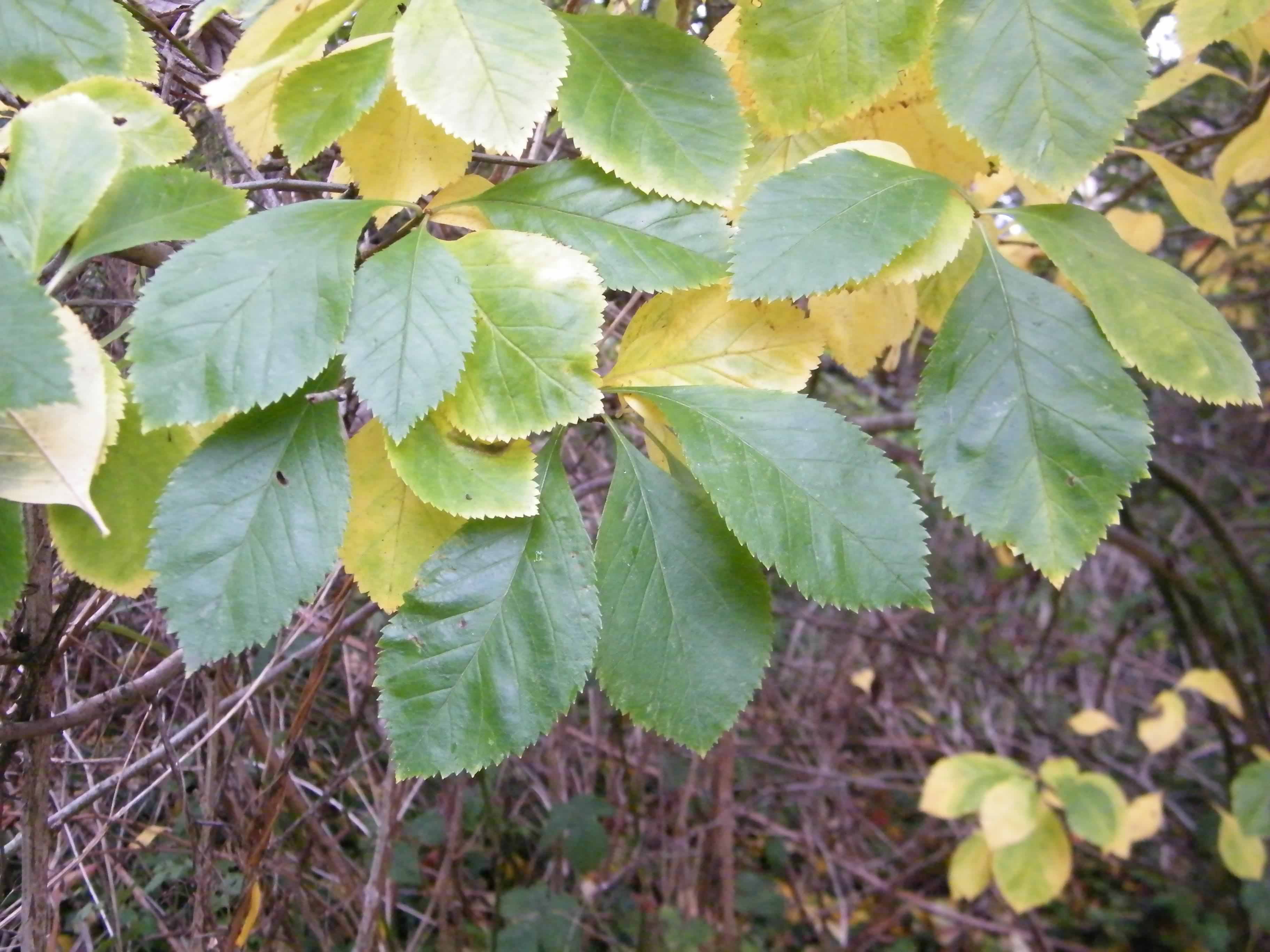 Whitebeam - Sorbus aria, species information page. Also known as ...