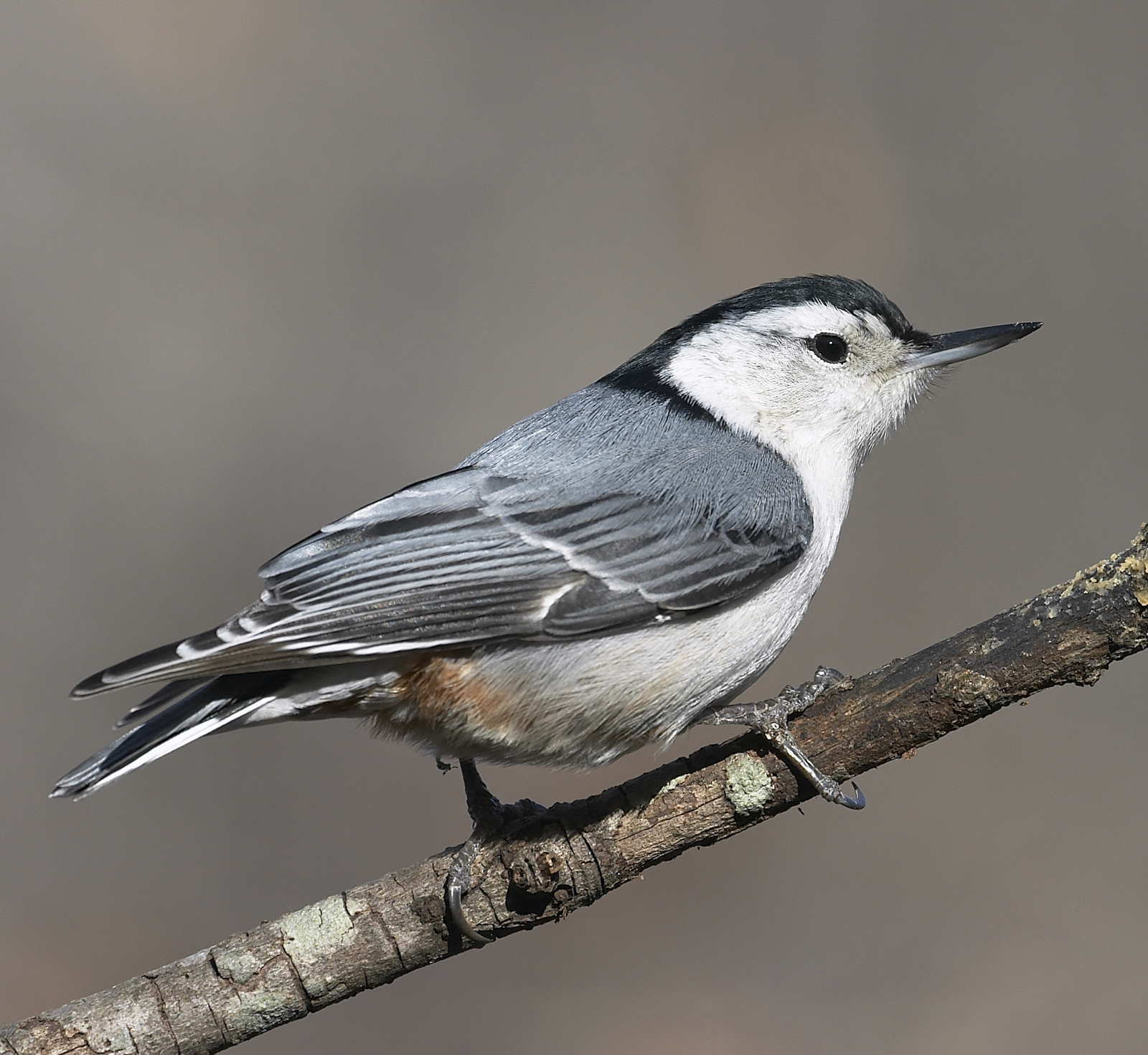 White-breasted nuthatch | Roads End Naturalist