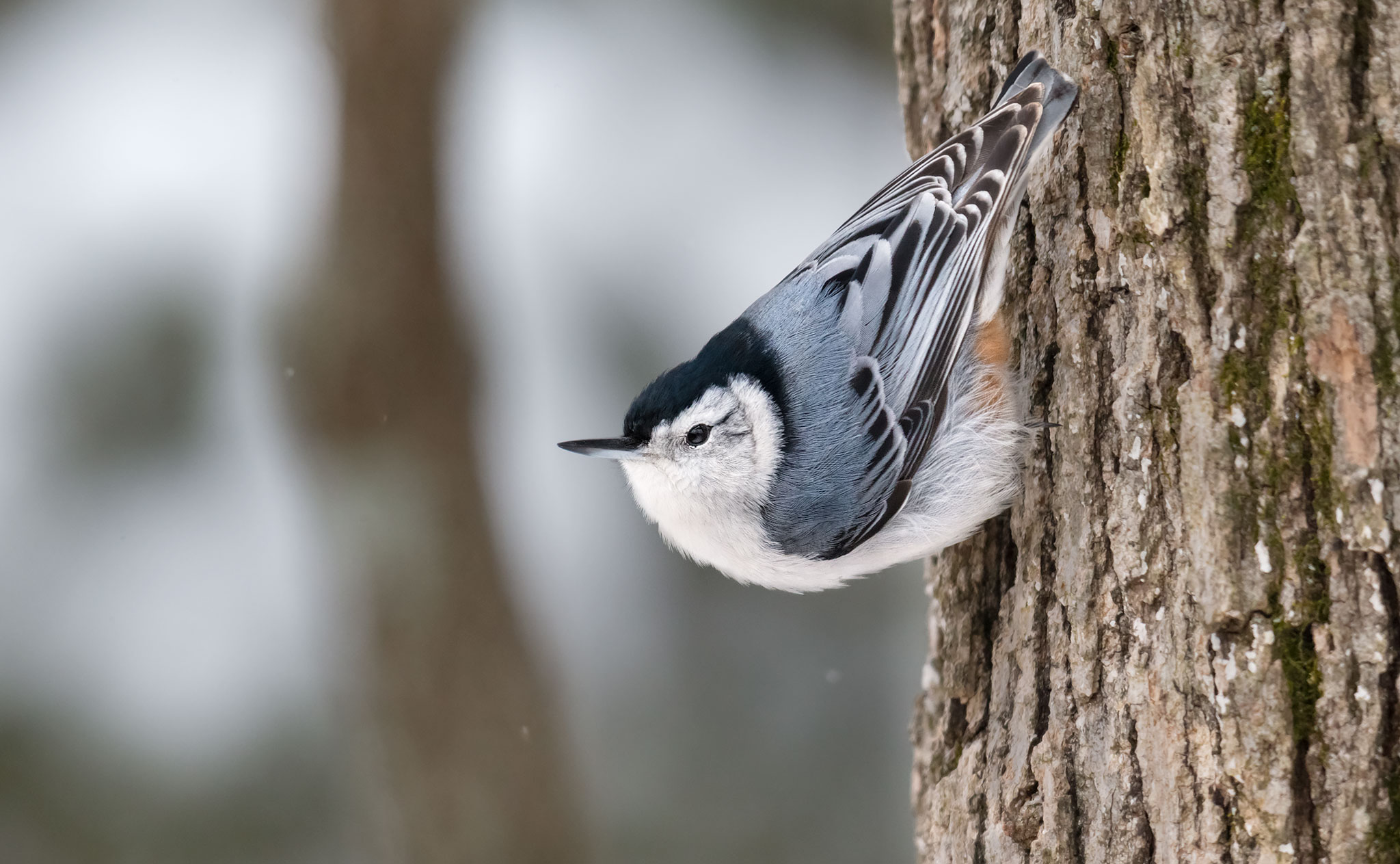 White-breasted Nuthatch | PGT Nature Garden