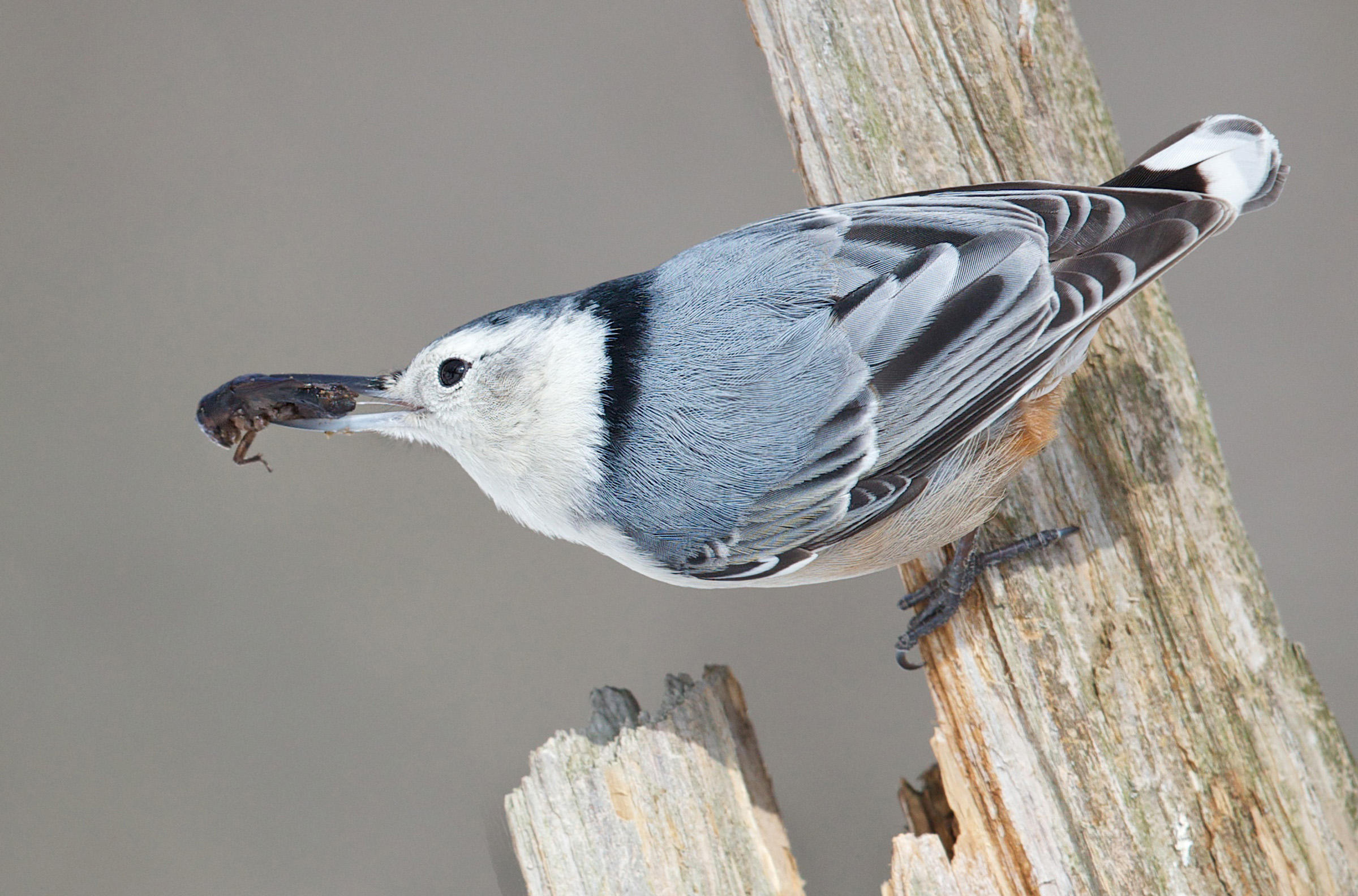 White-breasted Nuthatch | Audubon Field Guide