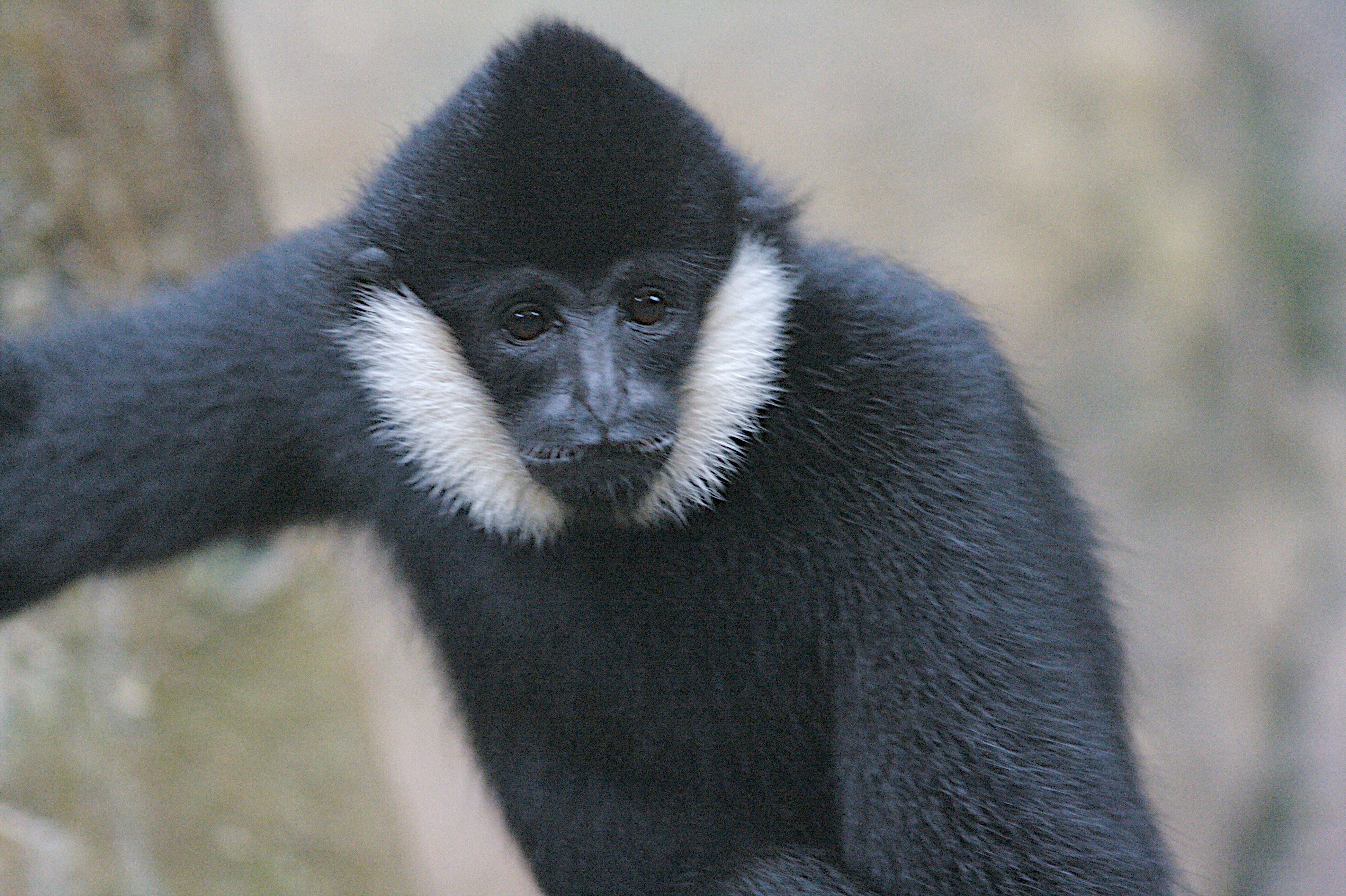 File:White-cheeked Gibbon.jpg - Wikimedia Commons