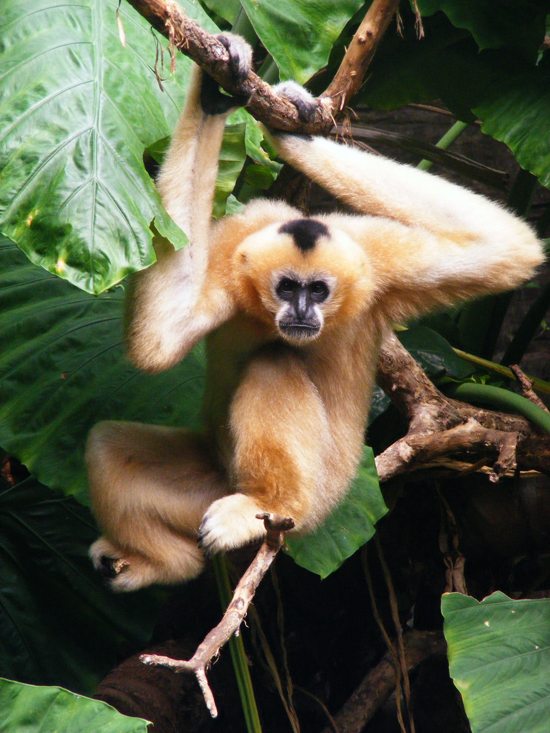 File:White-Cheeked Gibbon (Female).jpg - Wikimedia Commons
