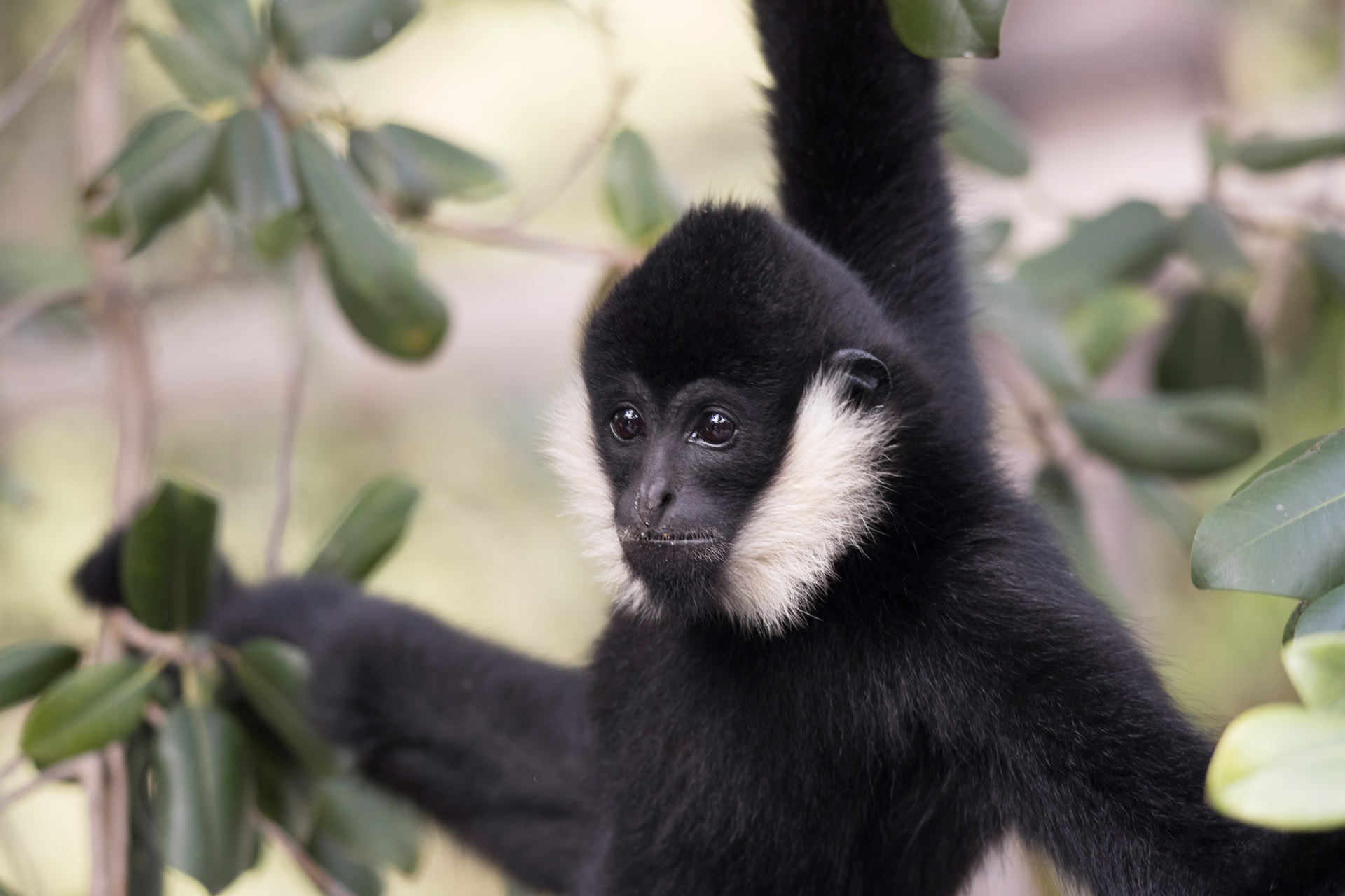 White-cheeked Gibbon Project | Perth Zoo