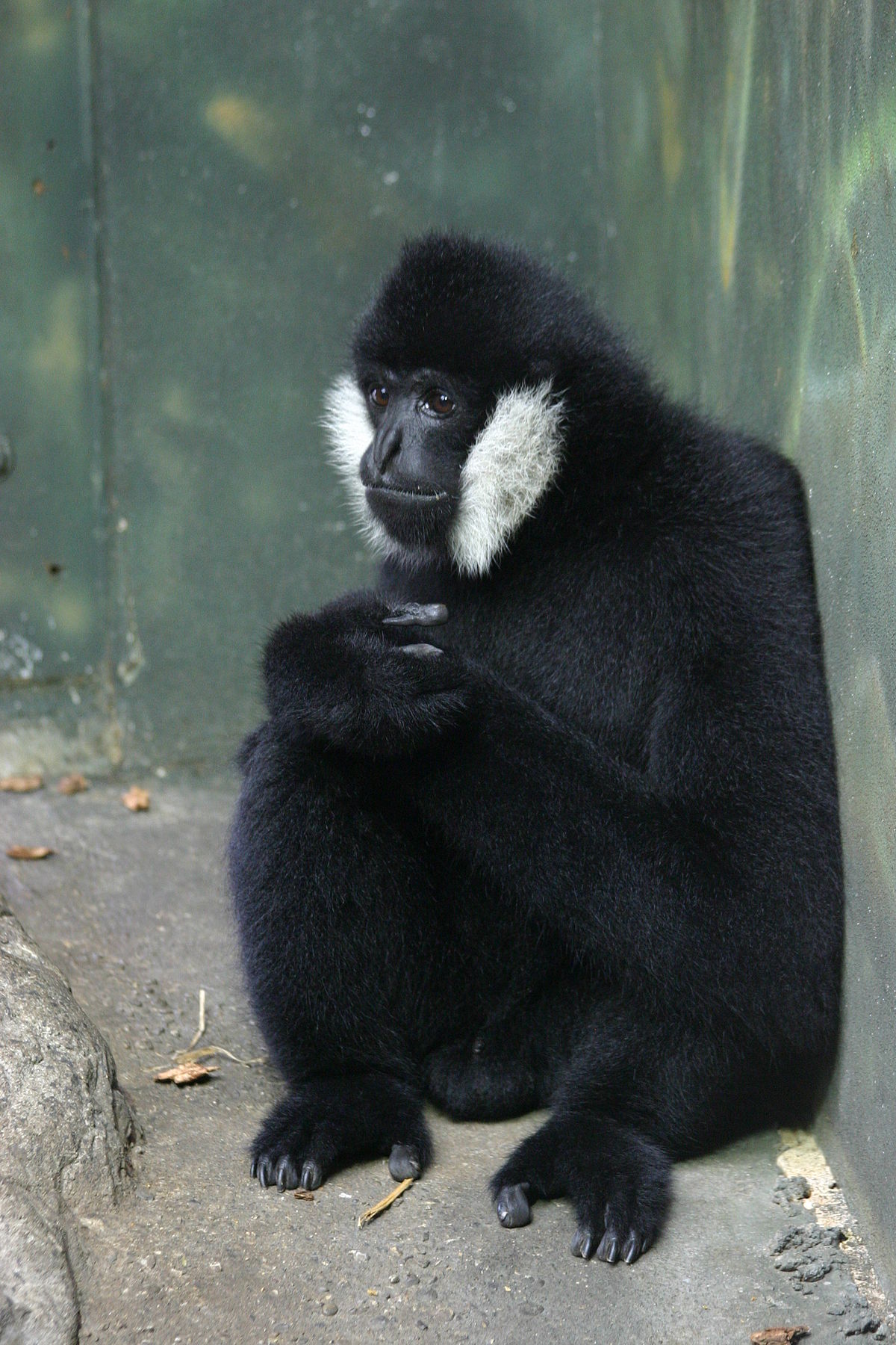 Northern white-cheeked gibbon - Wikipedia