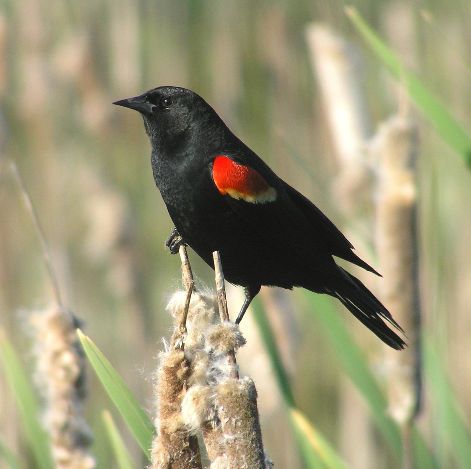 Red-Shouldered Blackbird | The Birds of Cuba