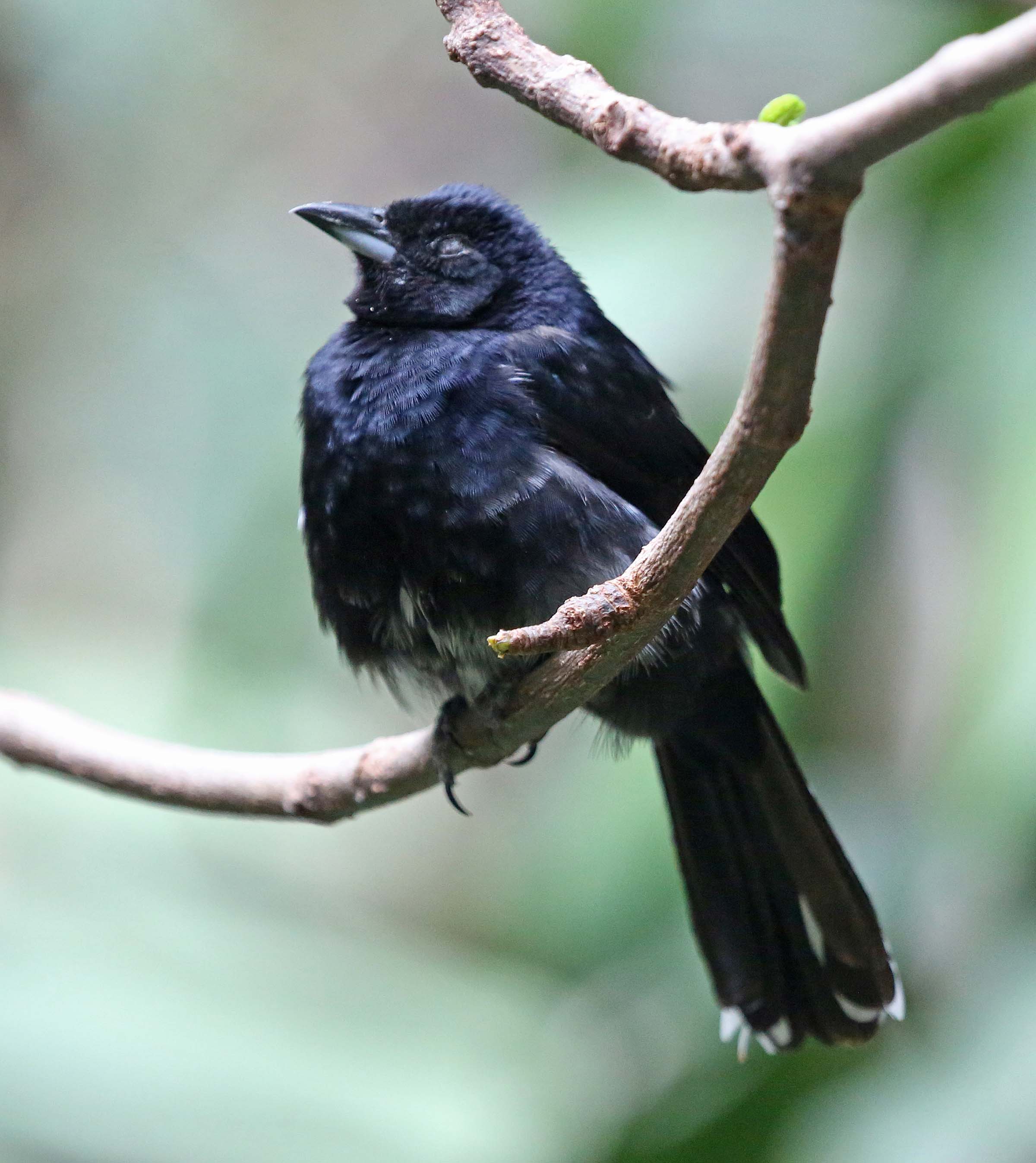 Pictures and information on White-shouldered Tanager