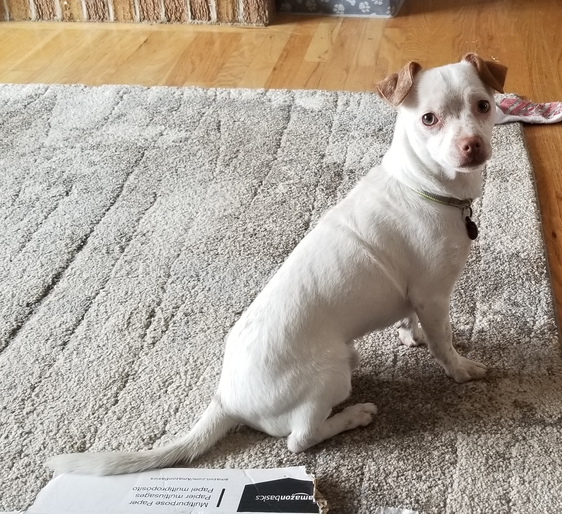 Dog for Adoption – Whitey, near Littleton, CO | Petfinder