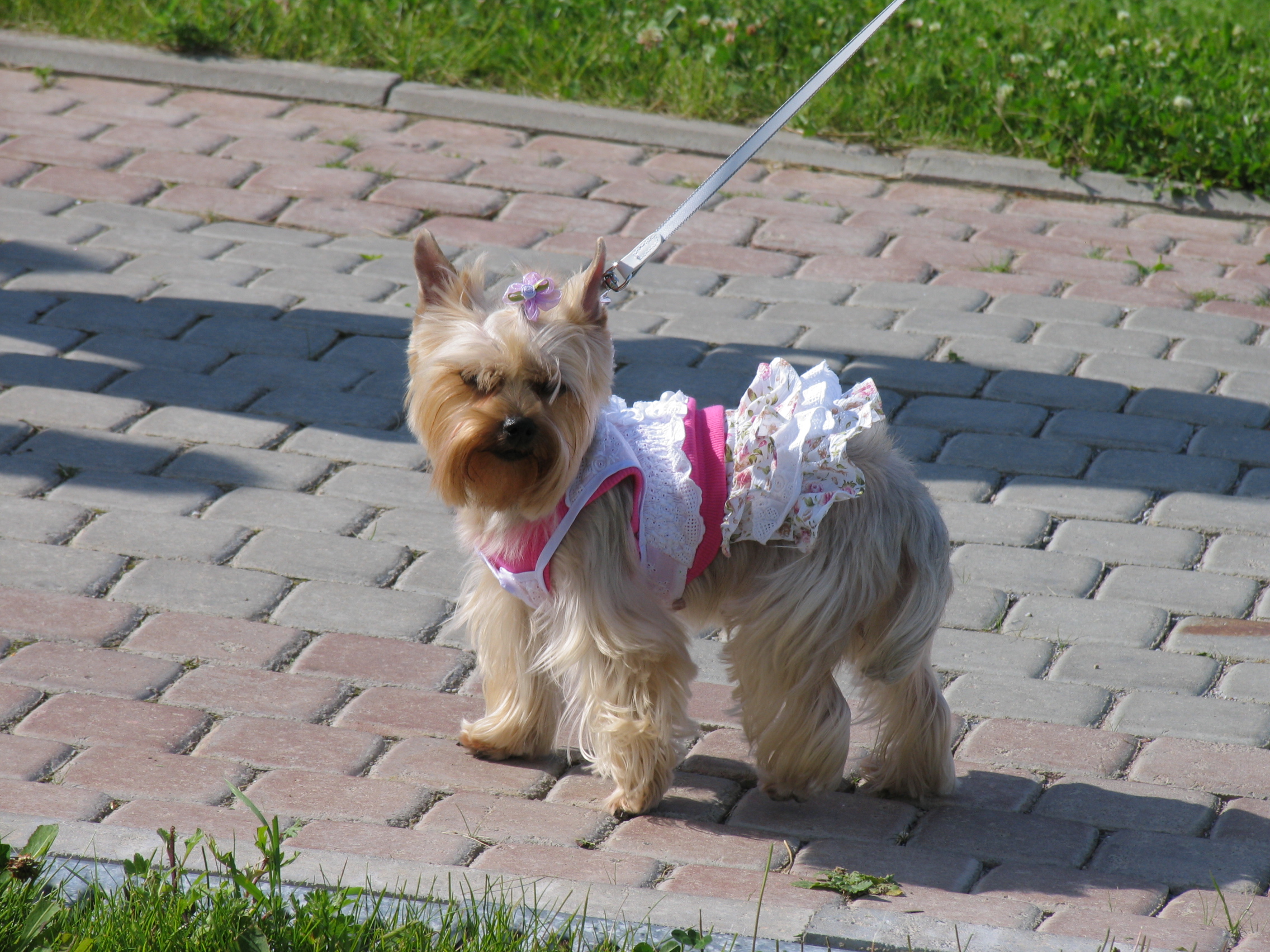 Who in the land is fairest of all?, Dogs, Dress, Pet, Terrier, HQ Photo