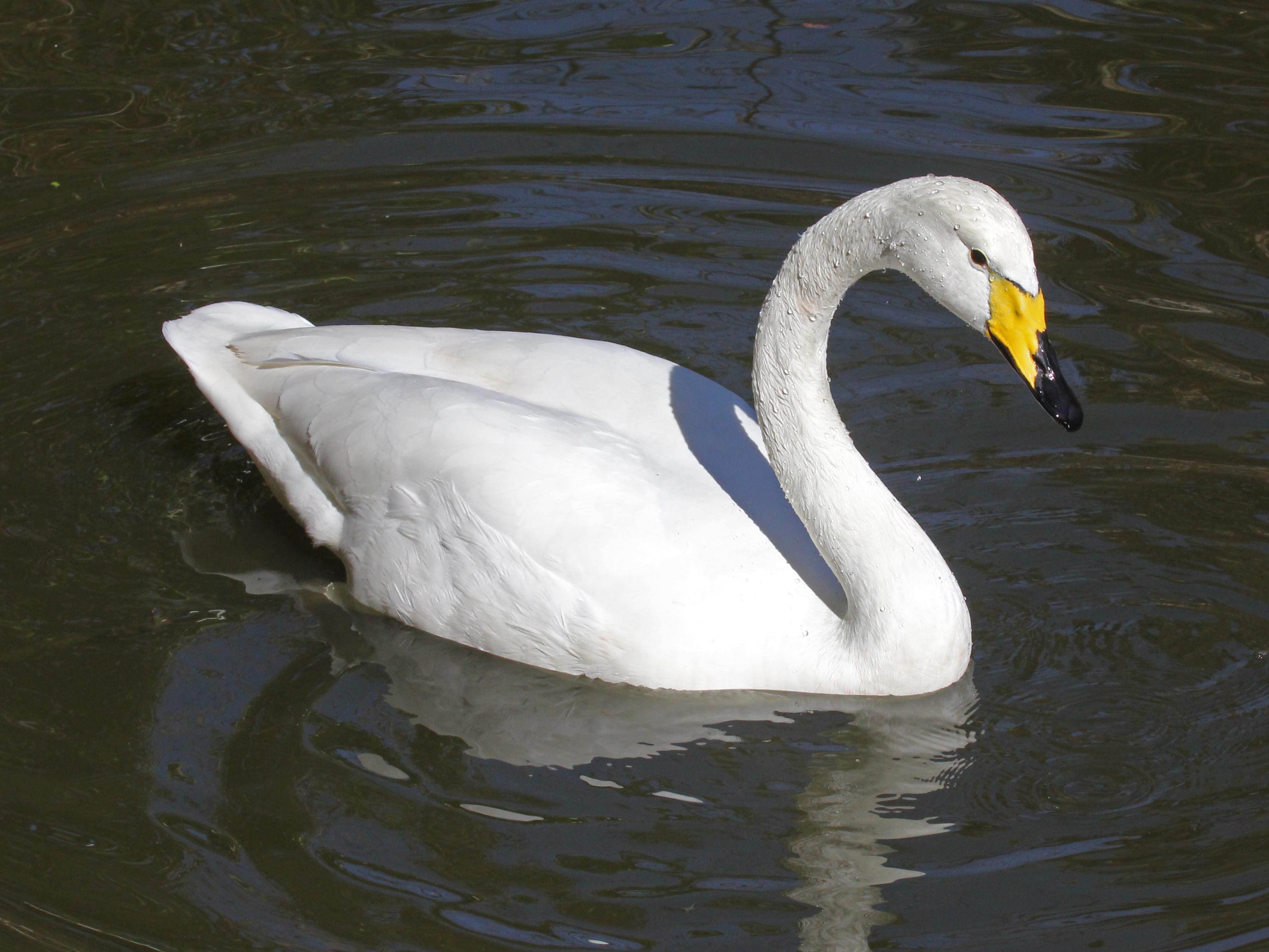 File:Whooper Swan RWD2.jpg - Wikimedia Commons