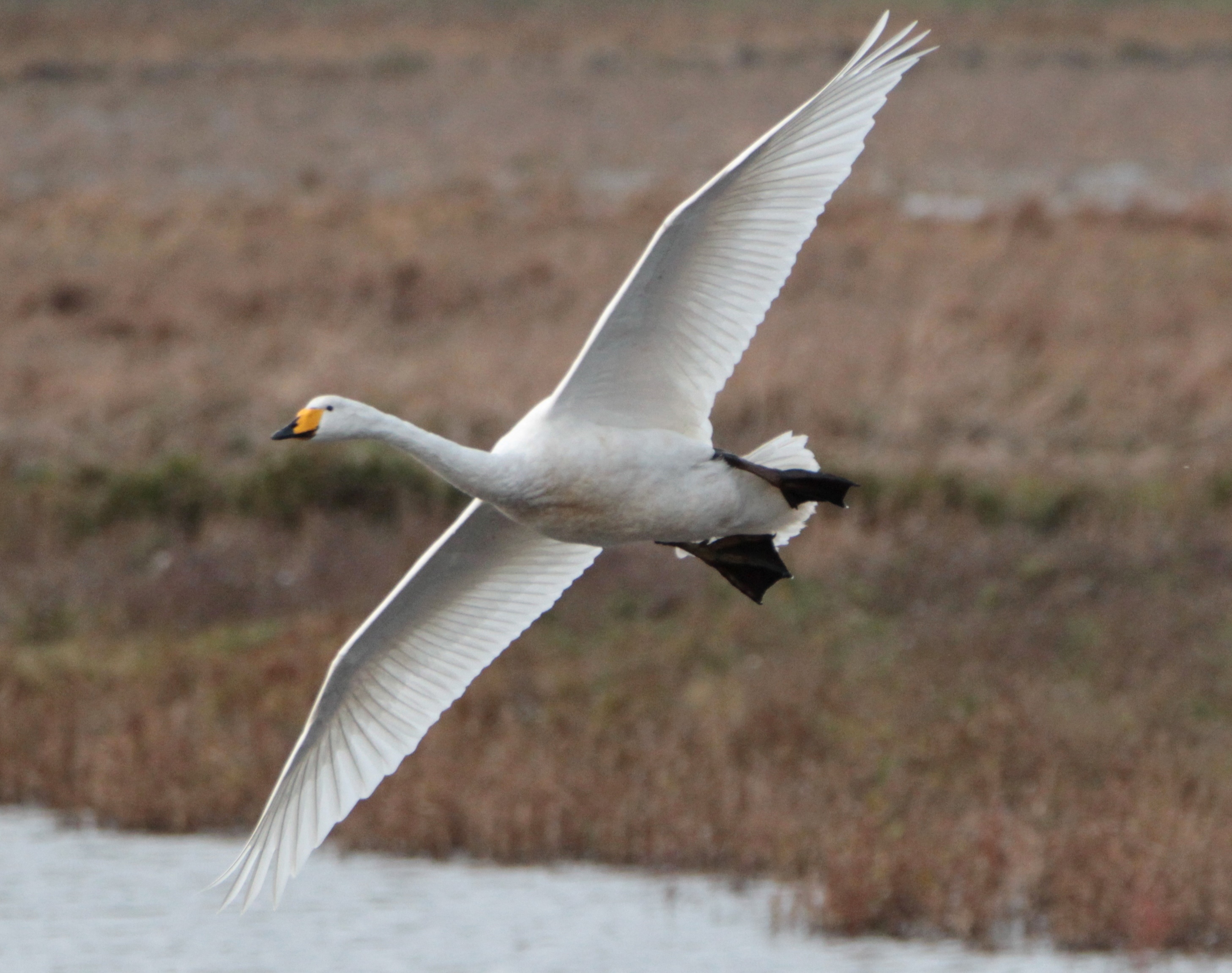 Whooper swan on final approach! - Where to watch wildlife - Wildlife ...