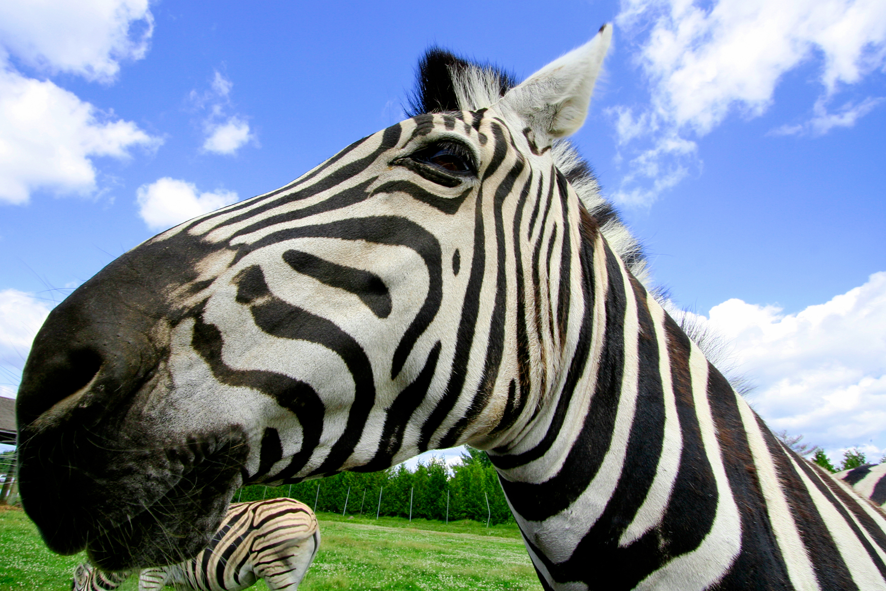 Wide-Angle Zebra, Angle, Resource, Grey, Image, HQ Photo