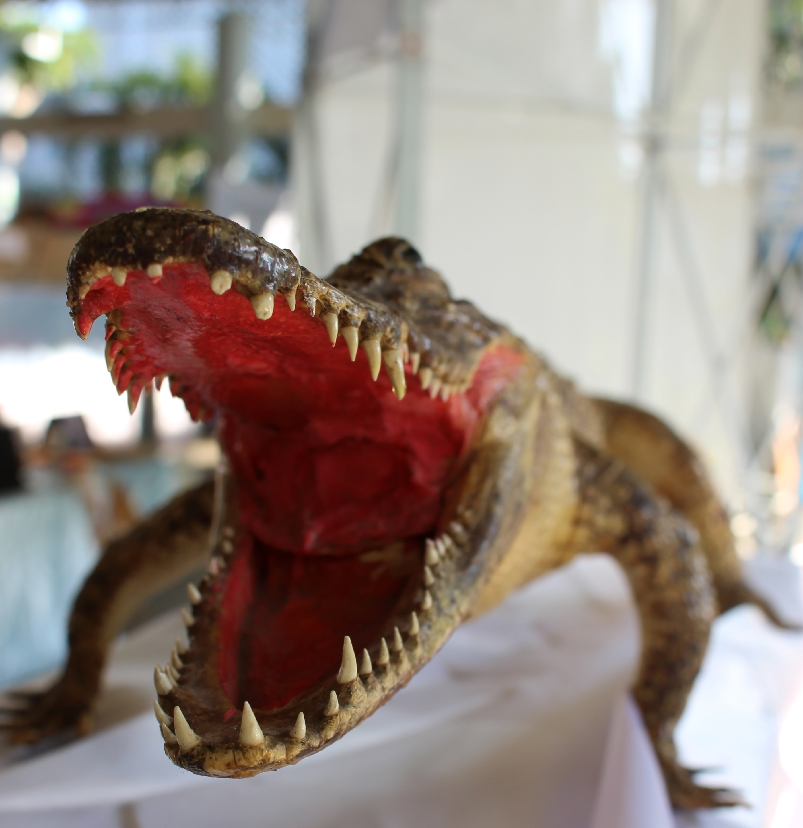 Wide open jaws of a taxidermy crocodile photo