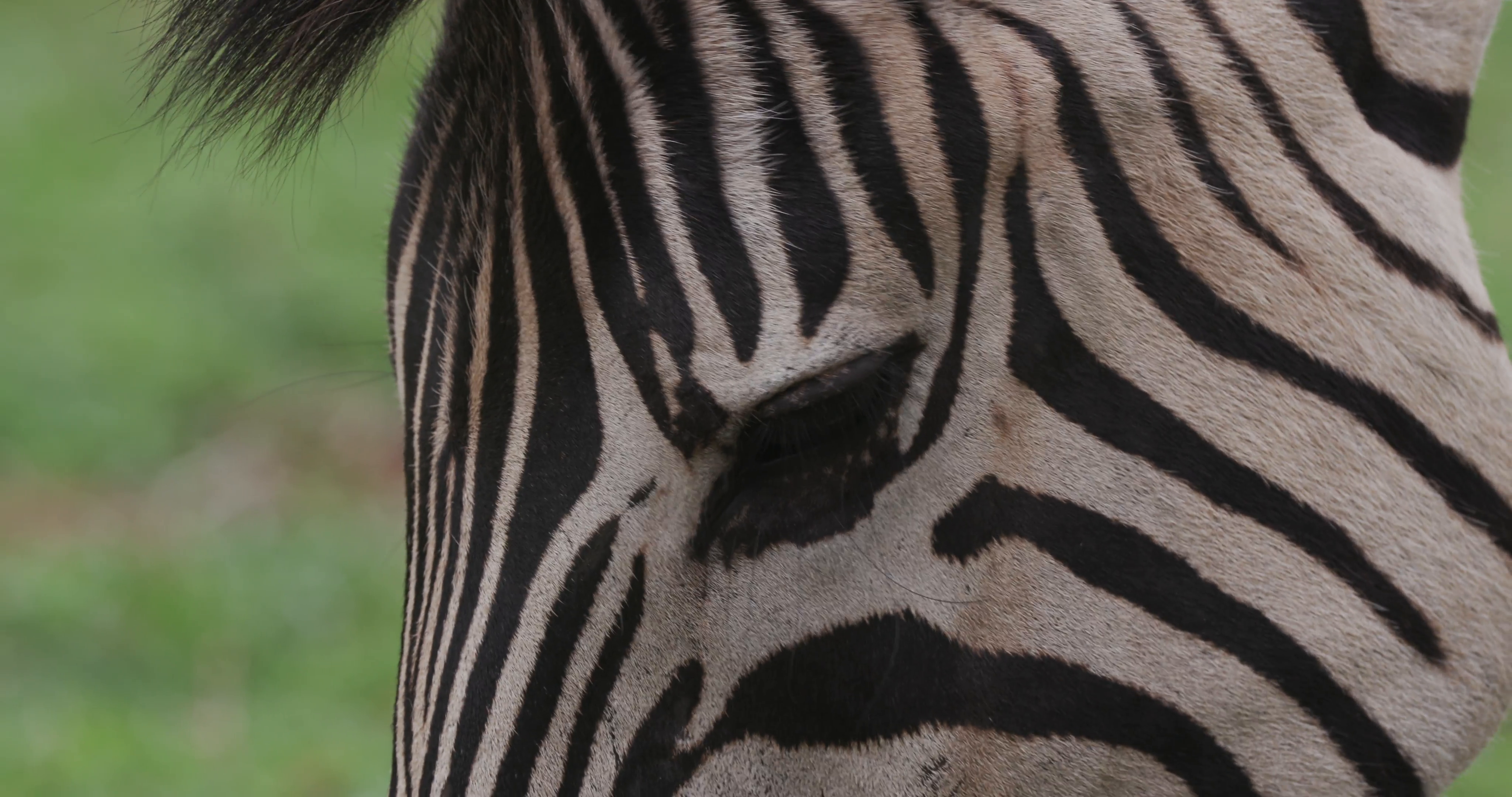 Tight shot of zebra's face while grazing Stock Video Footage ...
