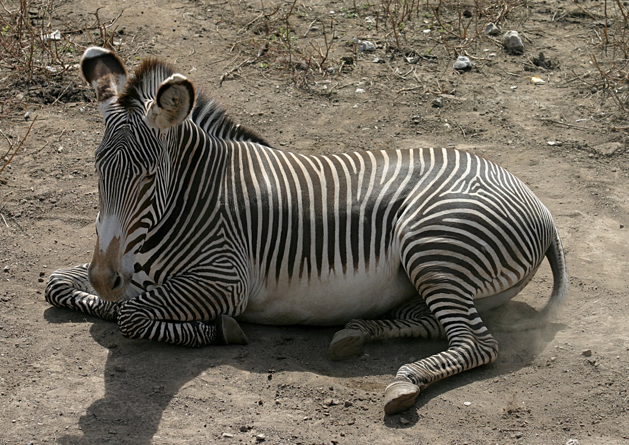 Grevy's Zebra | Creatures of Nature; Wild & Tame | Pinterest | Creatures