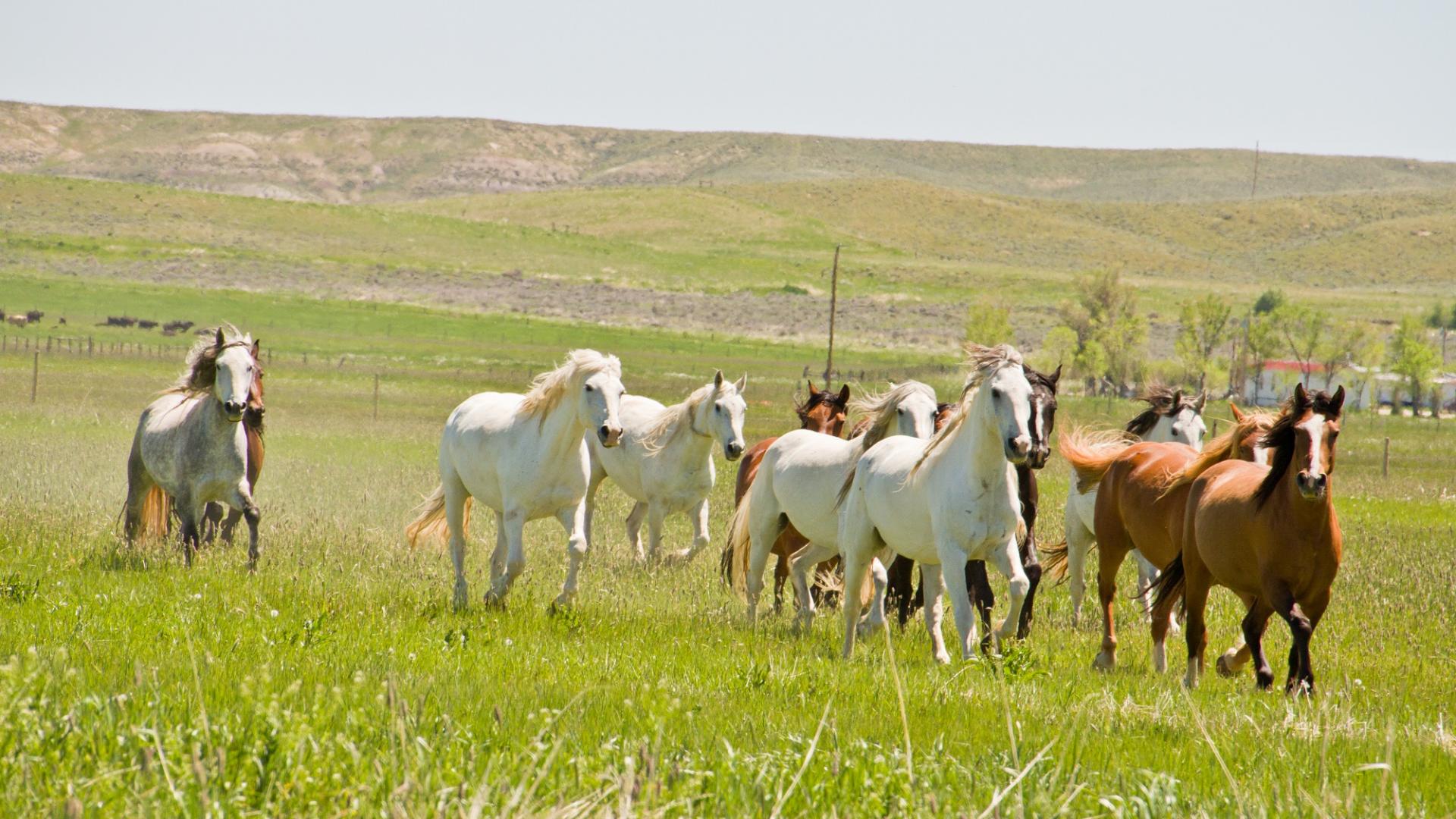 Wild Horses in Wyoming | Travel Wyoming. That's WY